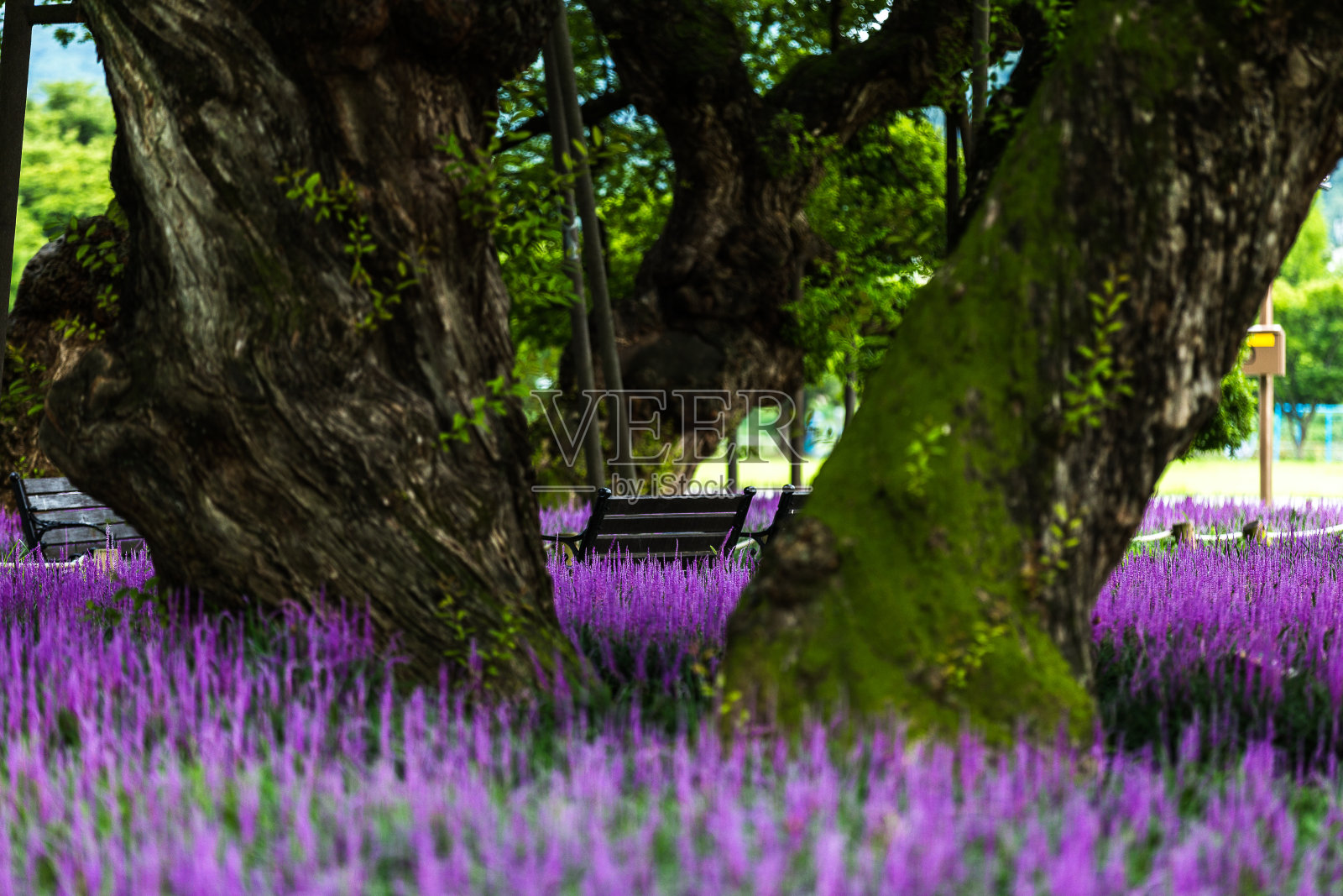 Vd737王朝在王柳林中照片摄影图片