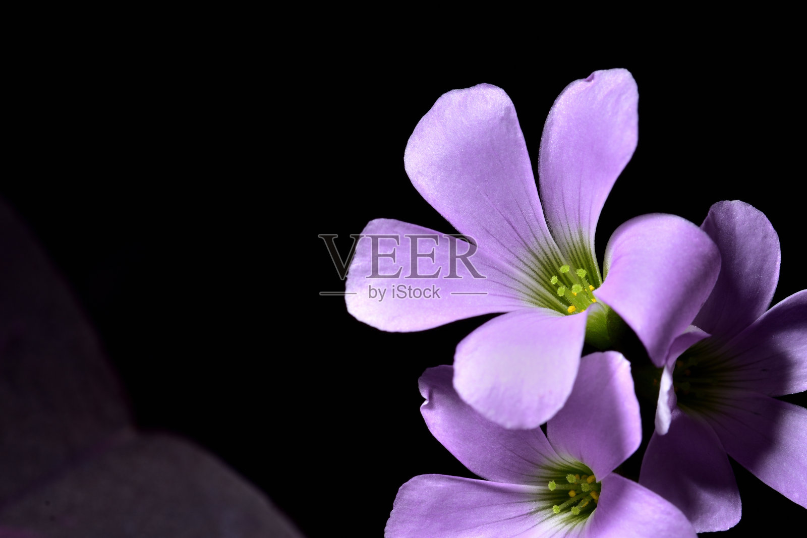 紫色的花朵,黑暗的背景。照片摄影图片
