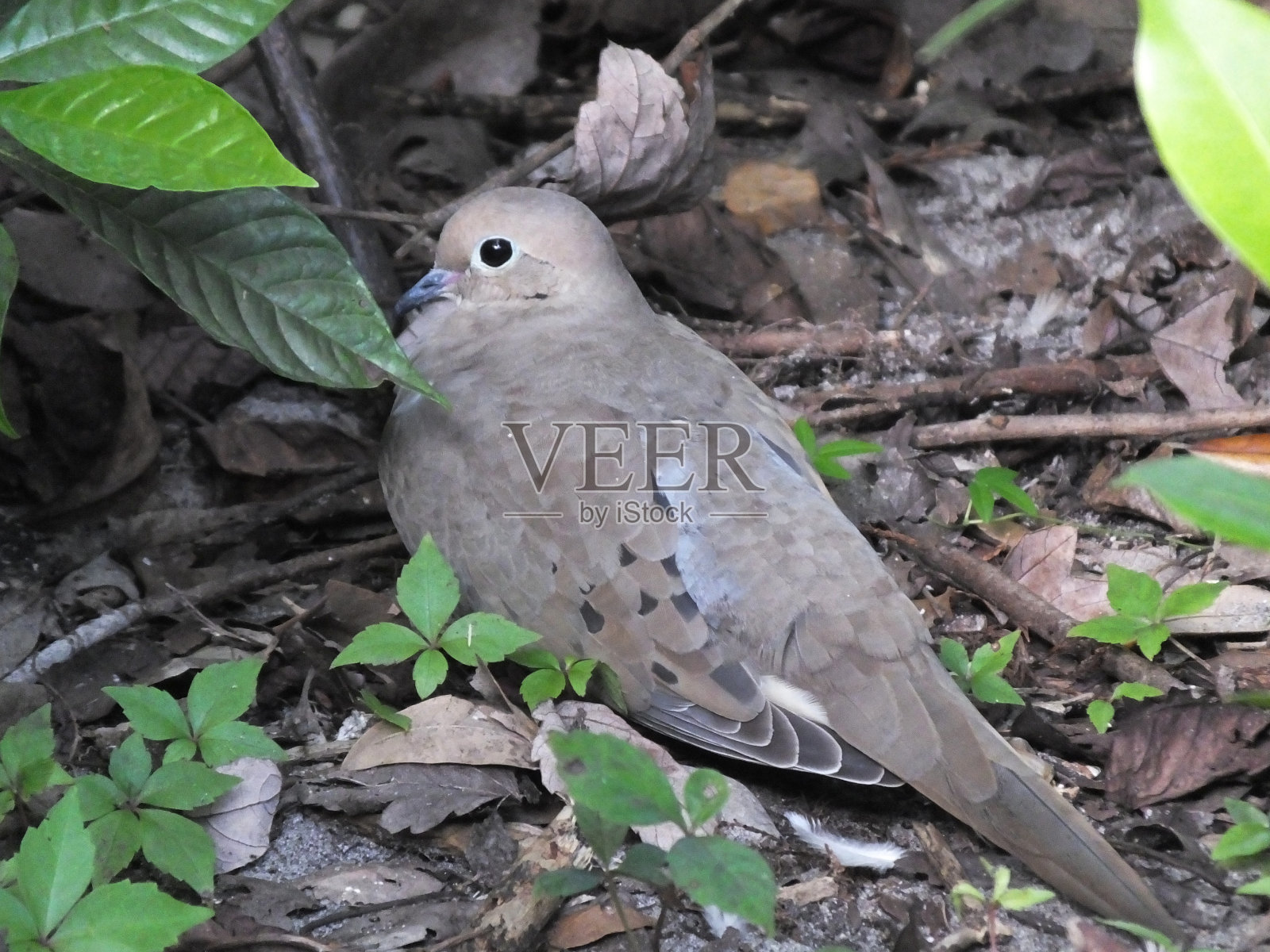 哀悼多芬(泽那达宏观拉)照片摄影图片