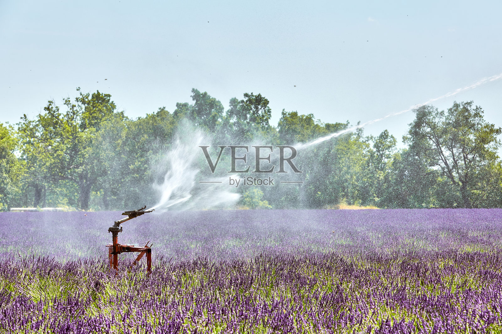 自动喷壶在薰衣草田，瓦朗索，法国农业照片摄影图片