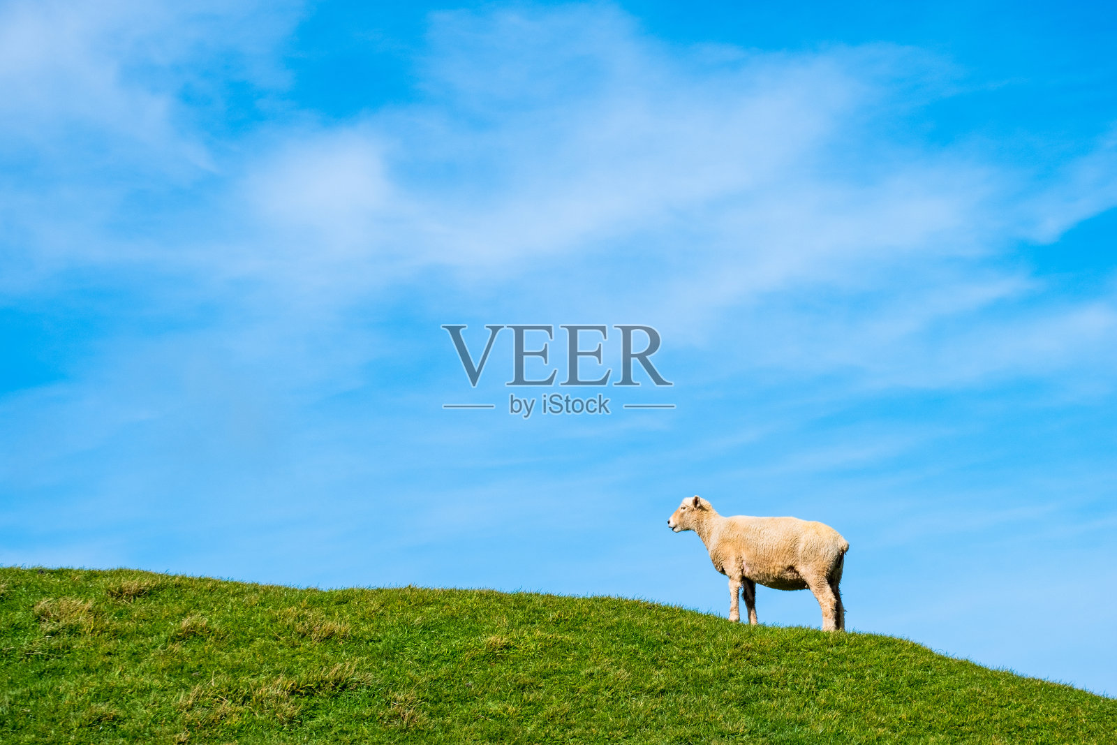 一只羊在绿色的农场上吃草。阳光明媚，阳光明媚。照片摄影图片