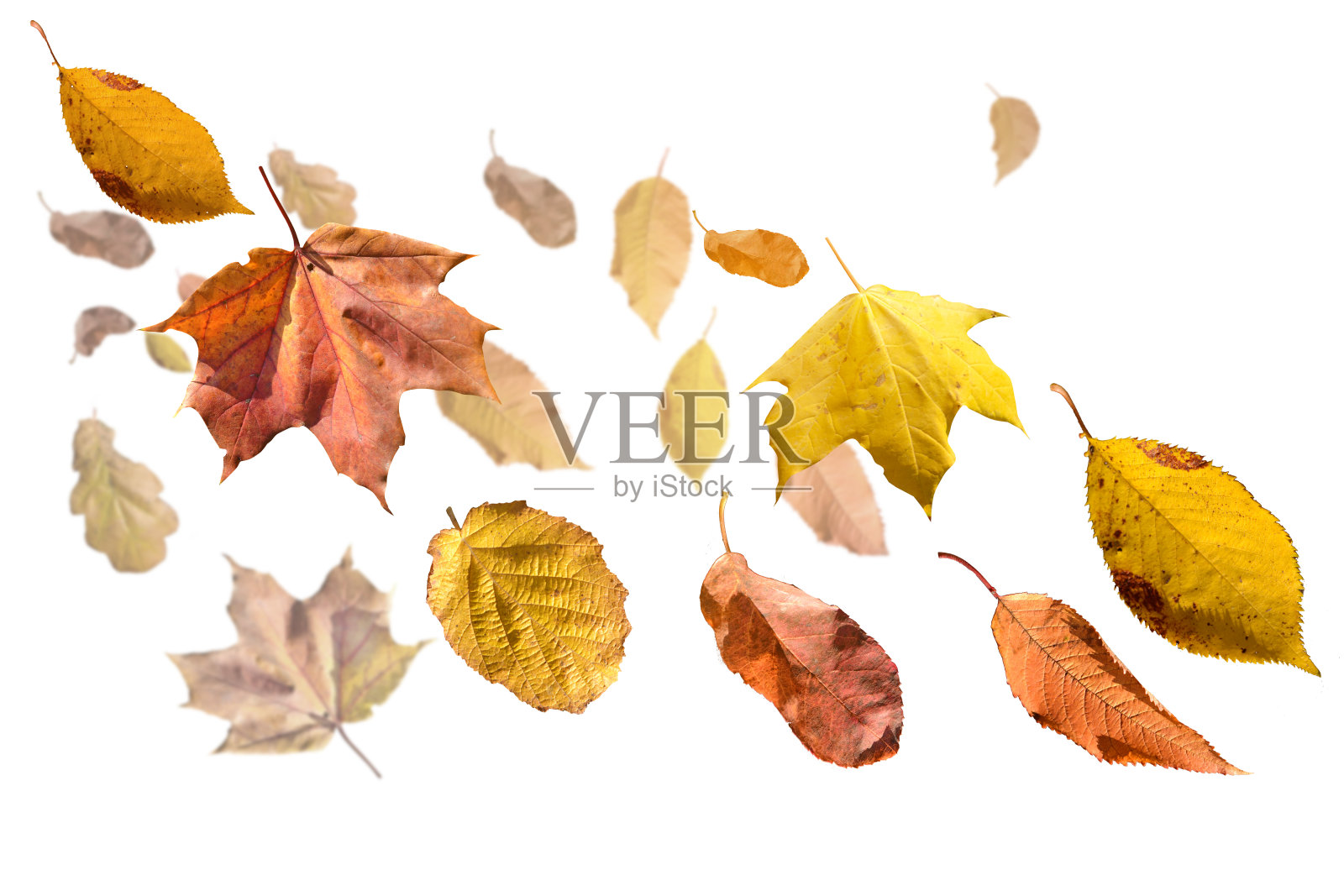 凋零的秋叶飞孤七彩的风照片摄影图片