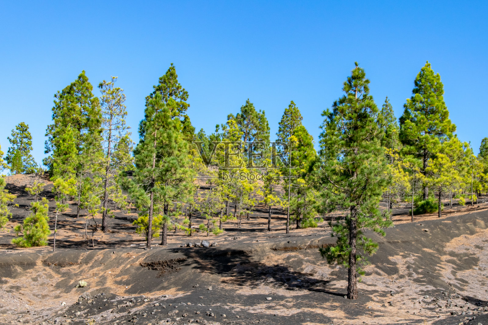 生长在火山熔岩土壤环境中的加那利岛松树照片摄影图片