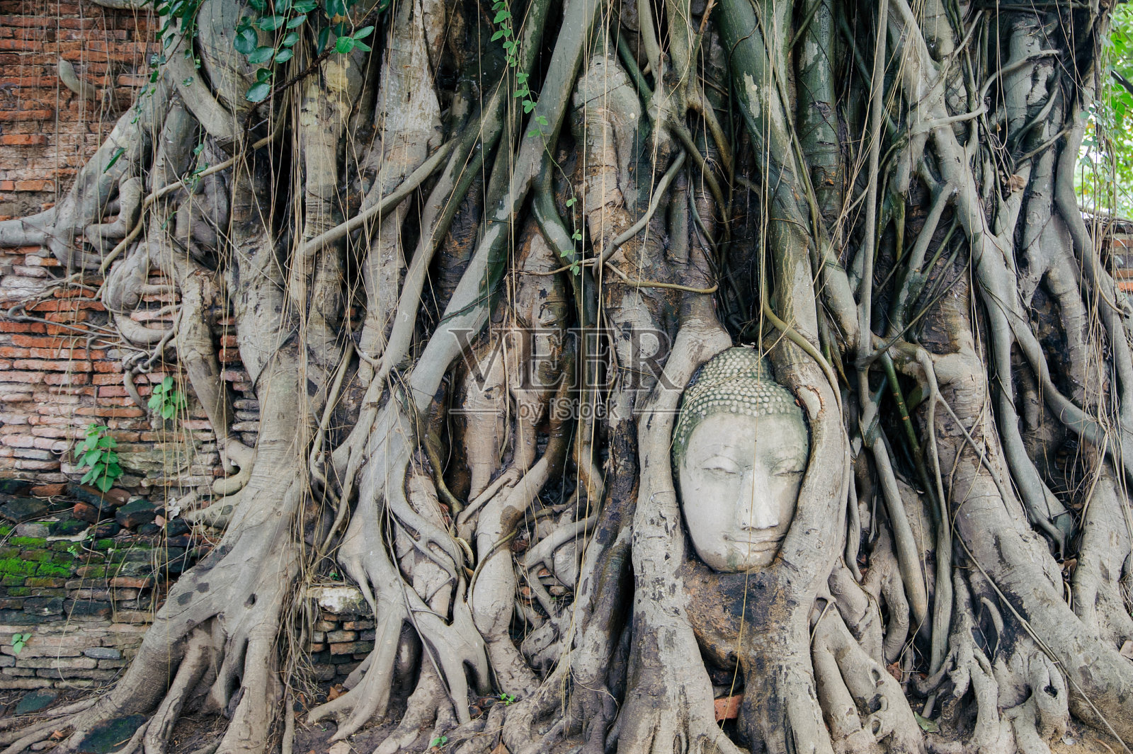 佛头在树根上照片摄影图片