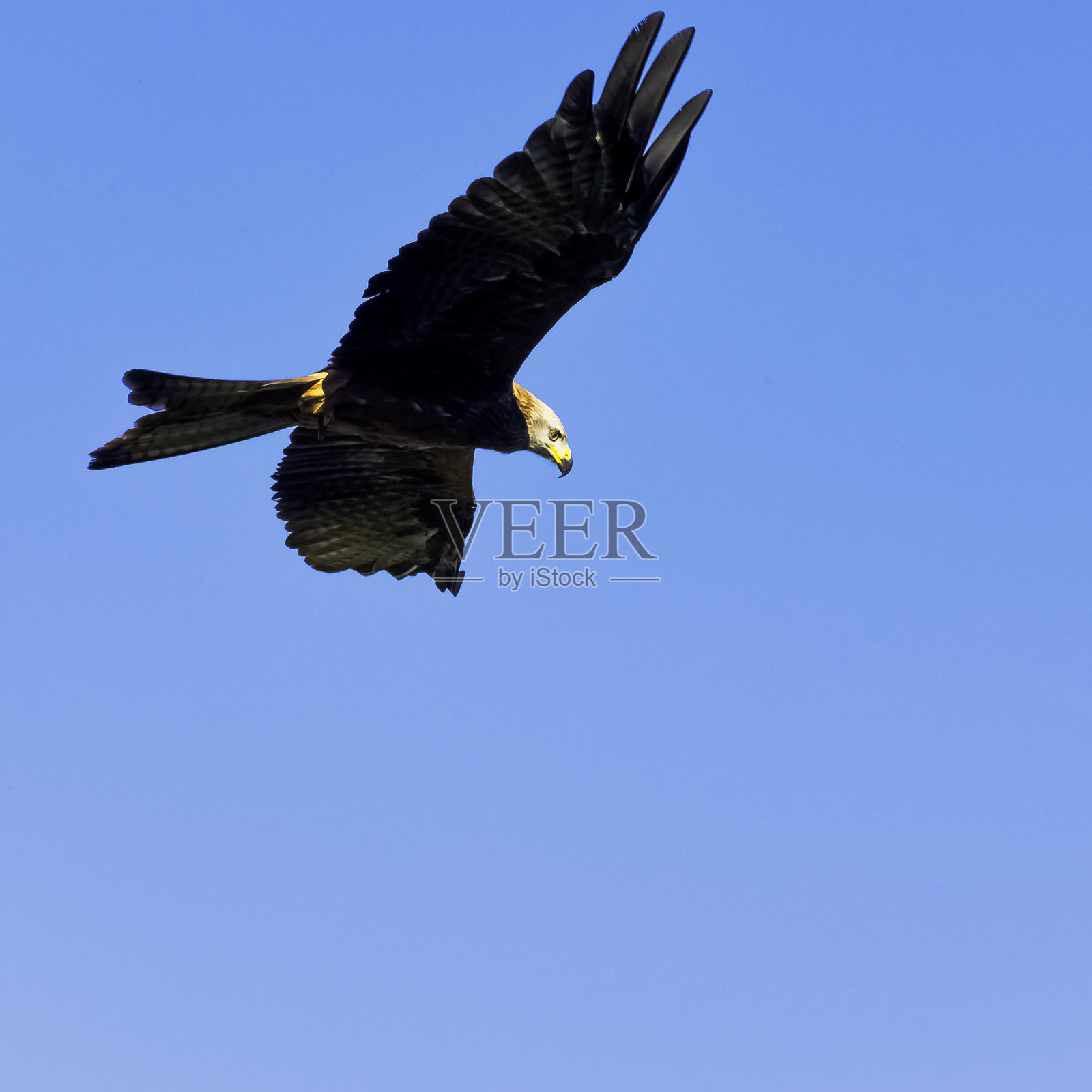 飞翔的黑风筝(Milvus migrans)照片摄影图片