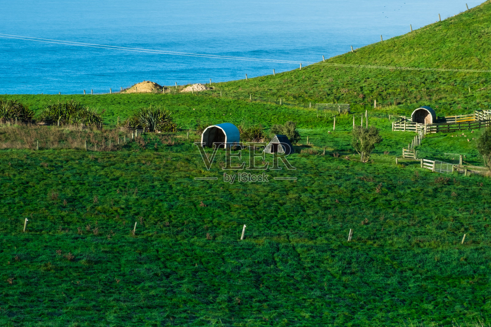 湛蓝的天空，农田和绿色的草原，在海洋旁边。新西兰农村地区的农业。照片摄影图片