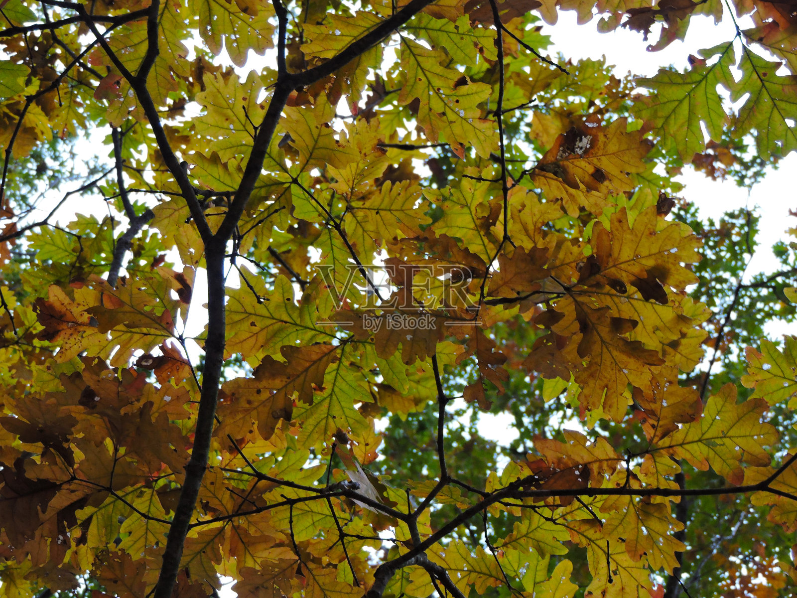 清晰的树叶照片摄影图片