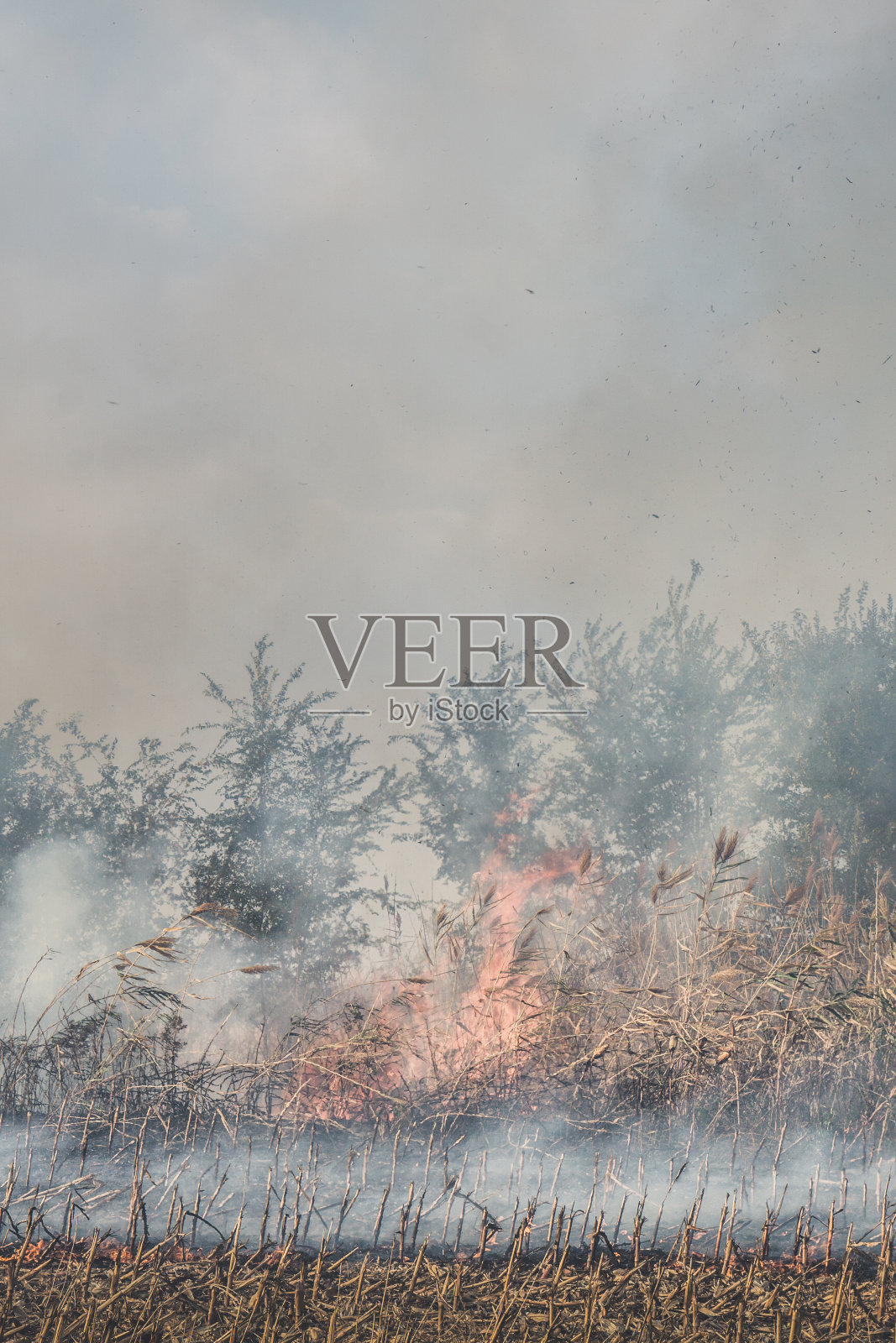 玉米地着火了。在收获后焚烧玉米田照片摄影图片