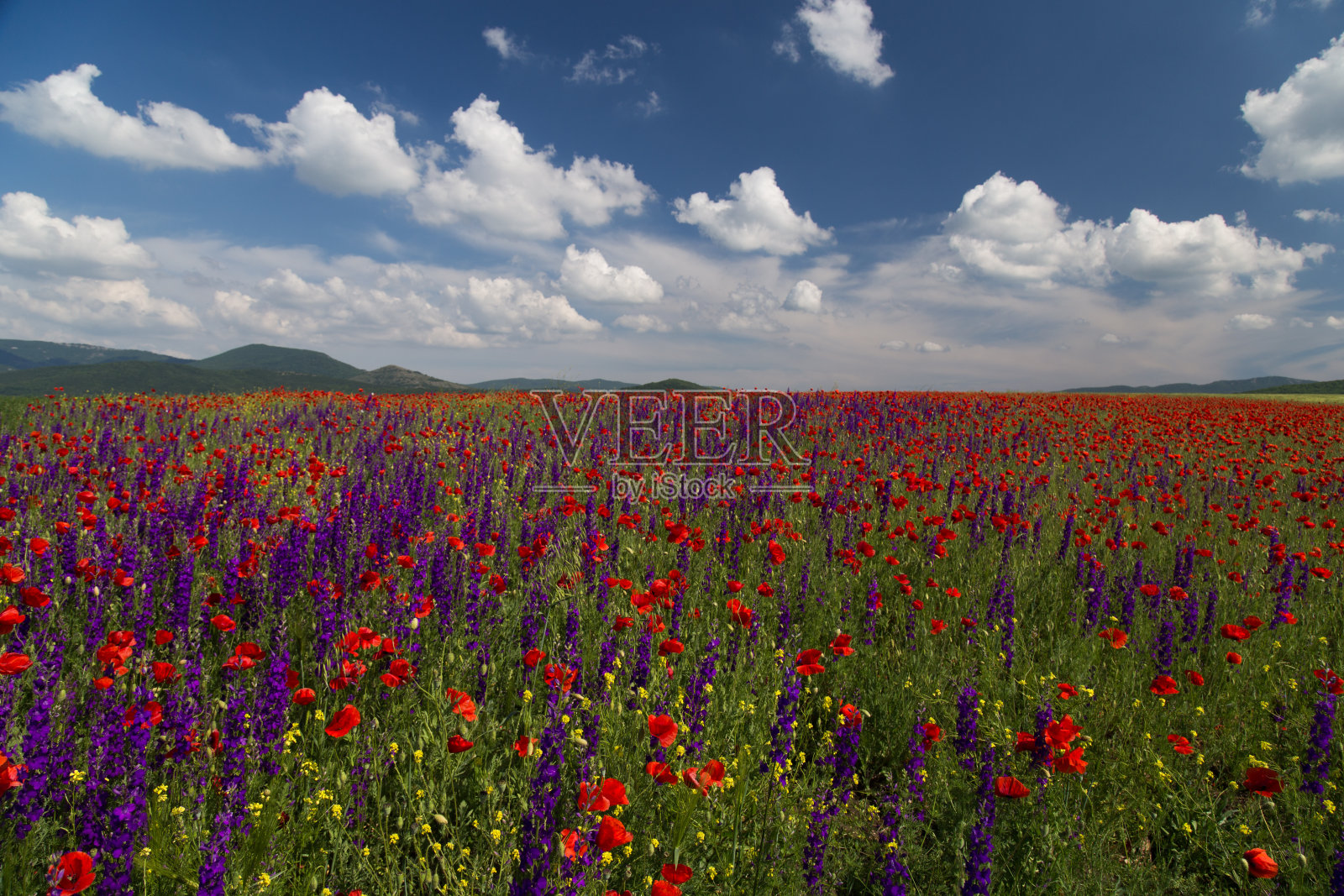 罂粟花盛开照片摄影图片