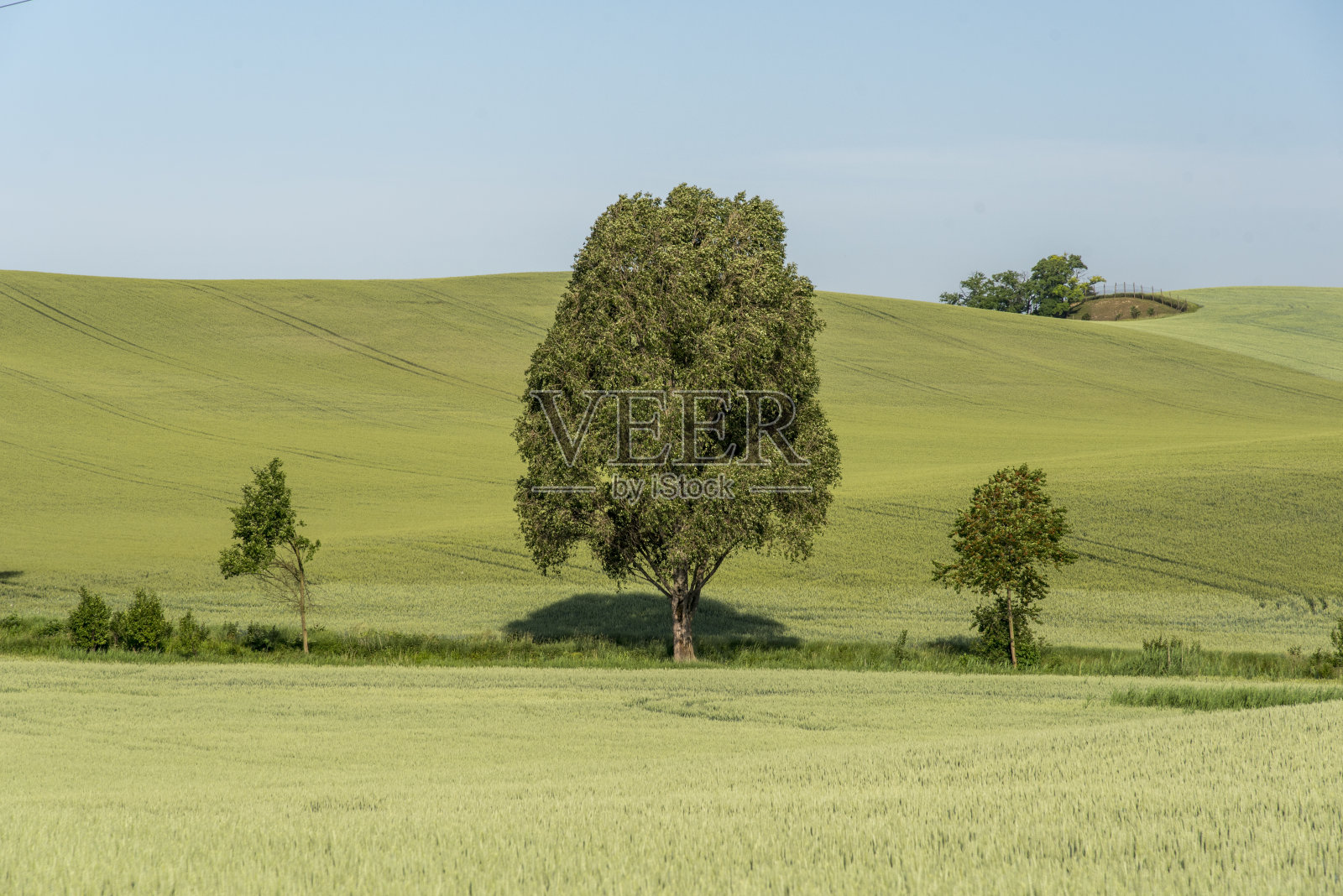 字段照片摄影图片