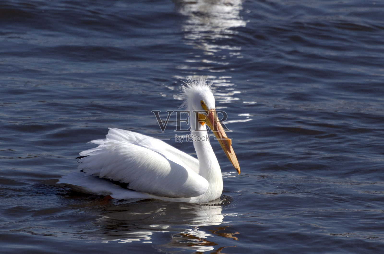 美国白鹈鹕照片摄影图片
