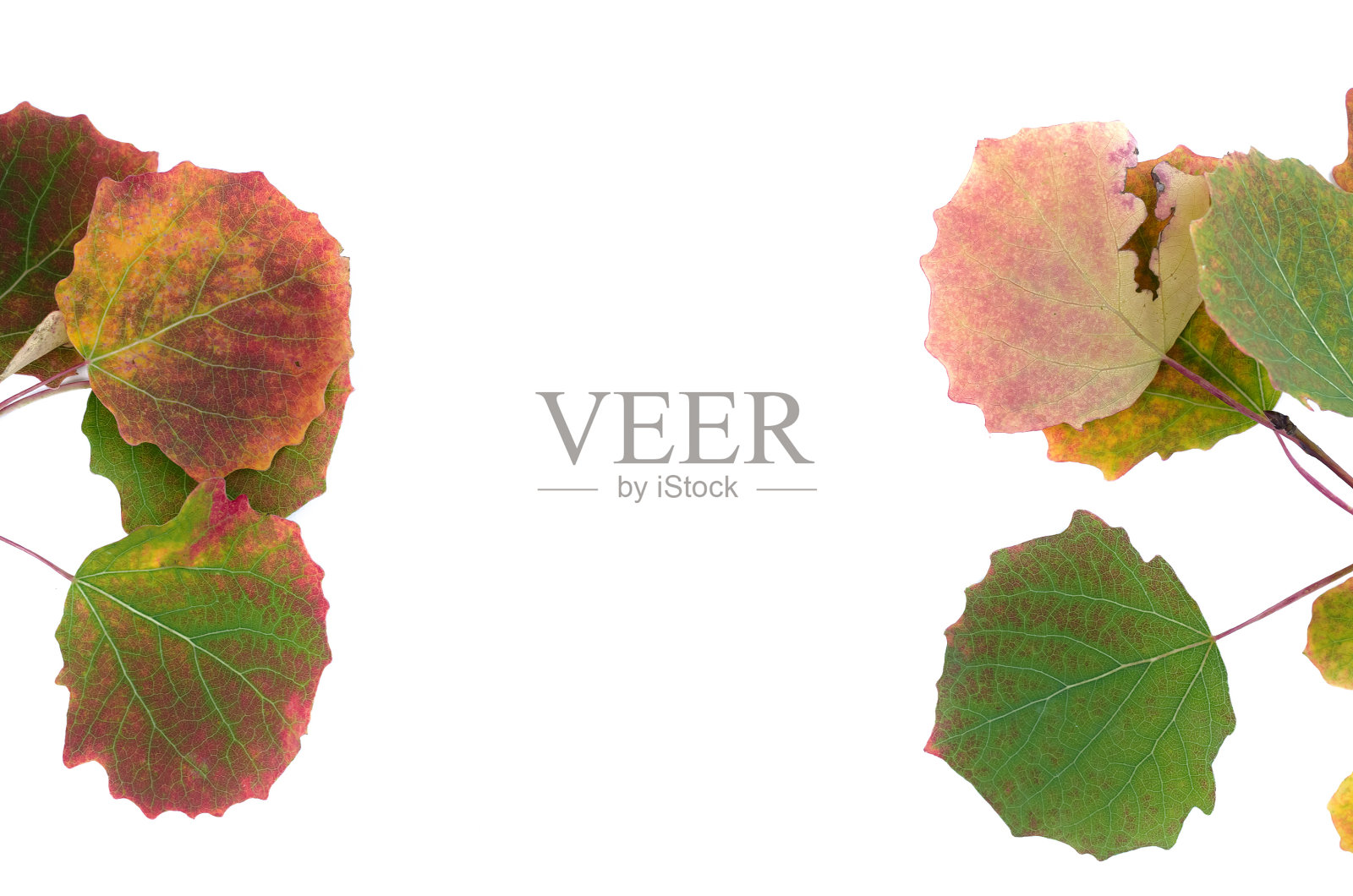 自然对象。照片摄影图片