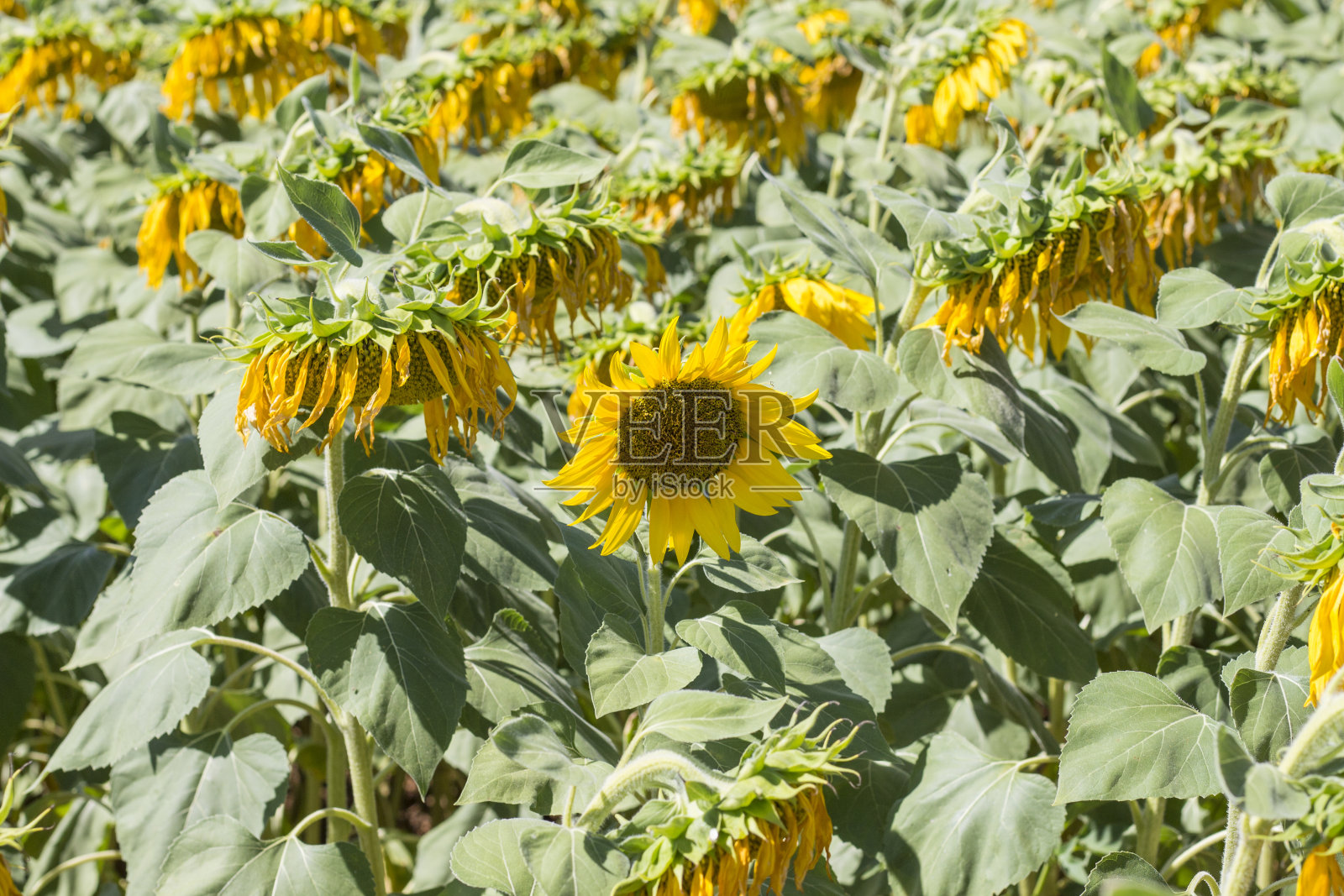 葡萄牙贝加的向日葵田照片摄影图片
