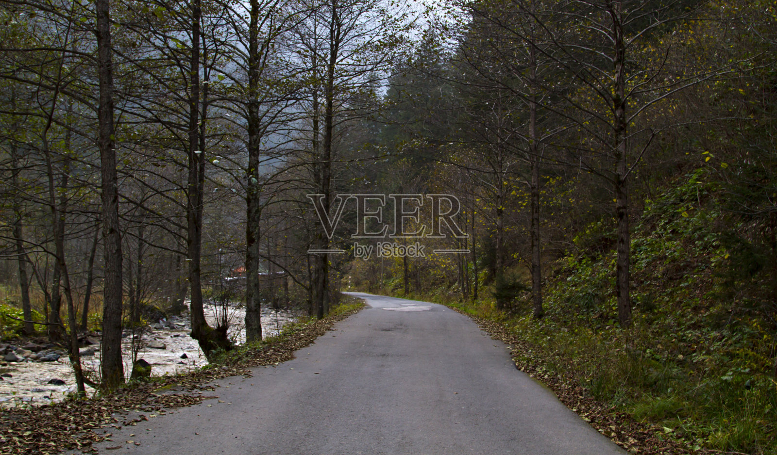 穿过森林的路照片摄影图片