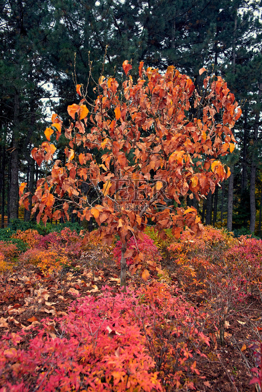 格里什科国家植物园照片摄影图片