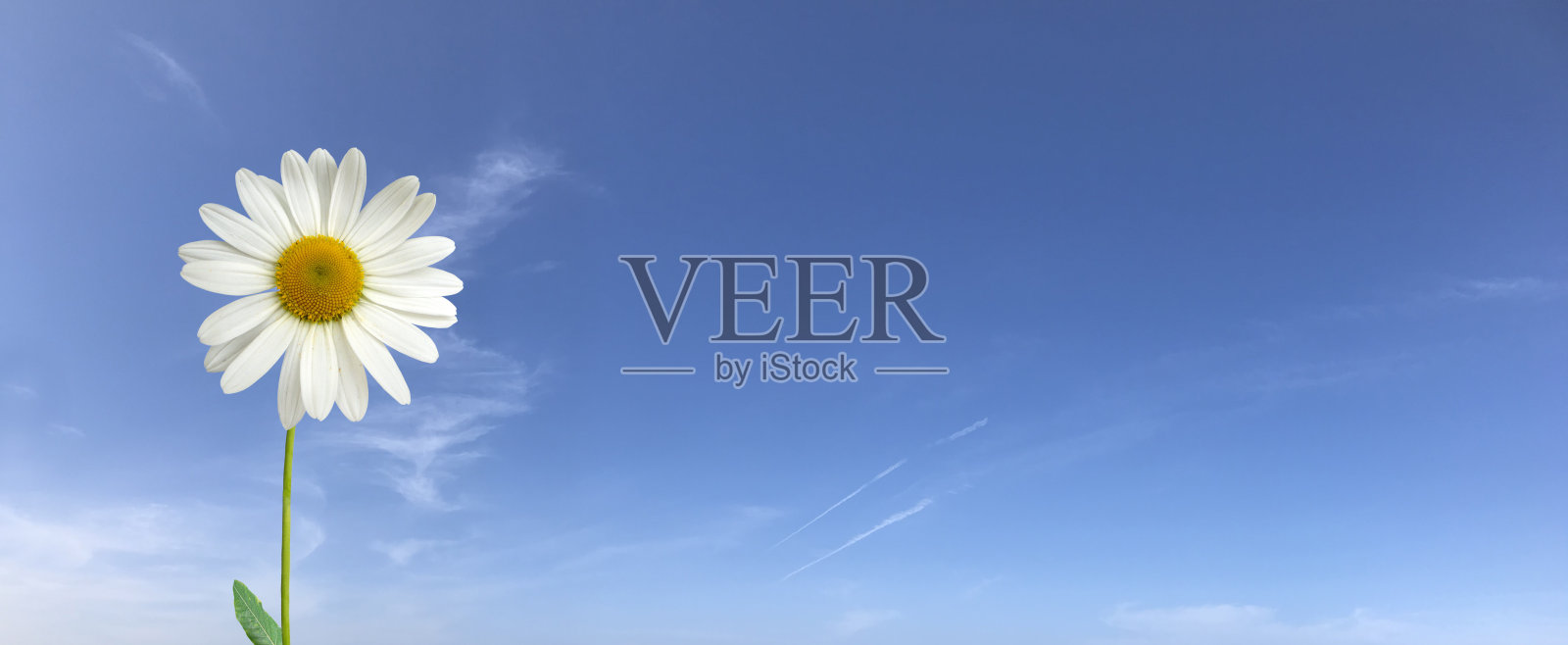 天空下的雏菊照片摄影图片