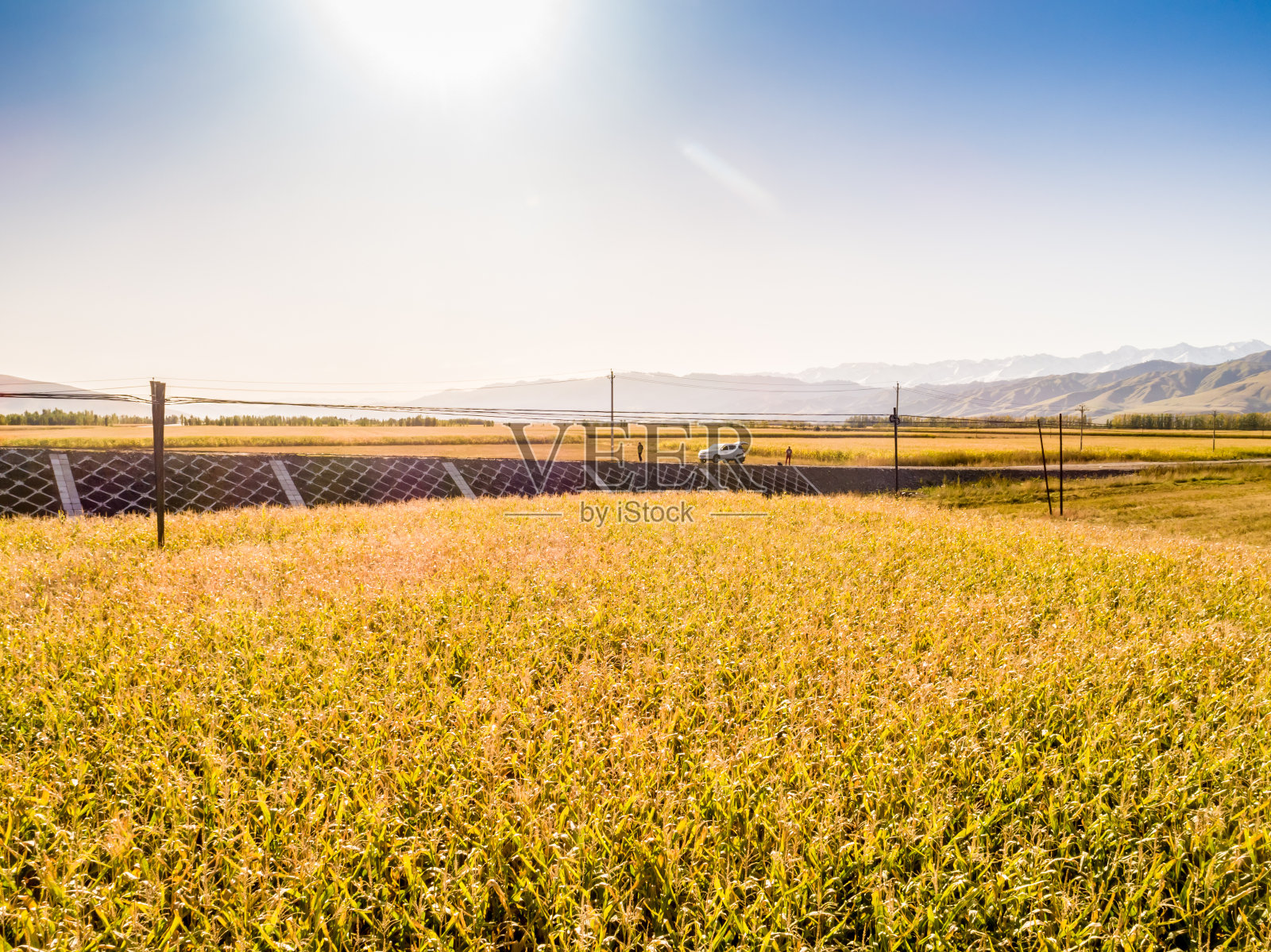 黄色的田野和蓝色的天空。田园风景。乡村色彩缤纷的背景照片摄影图片