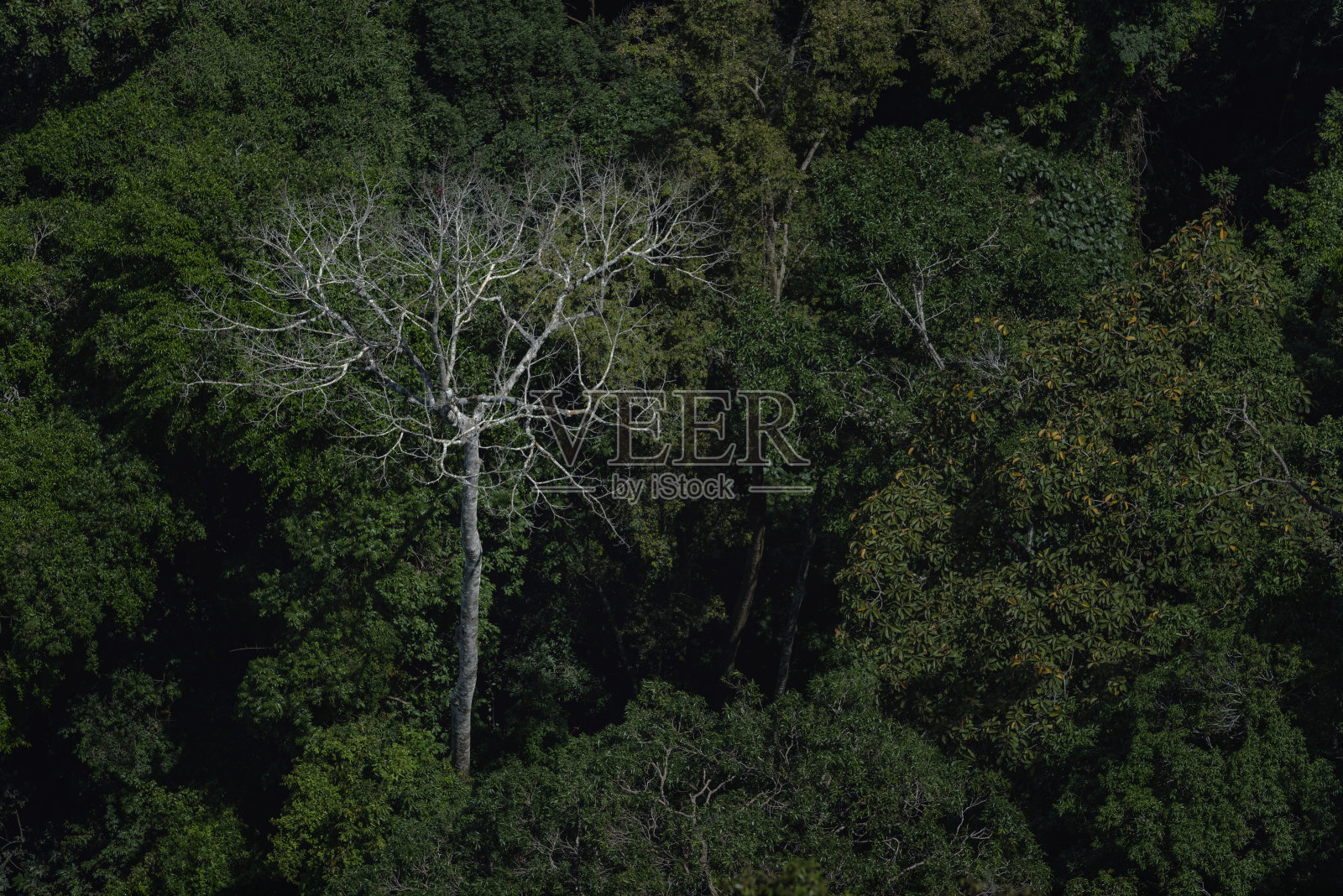 森林里的一棵枯树照片摄影图片