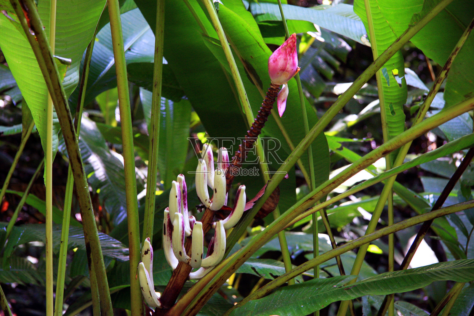 树冠天空行走照片摄影图片