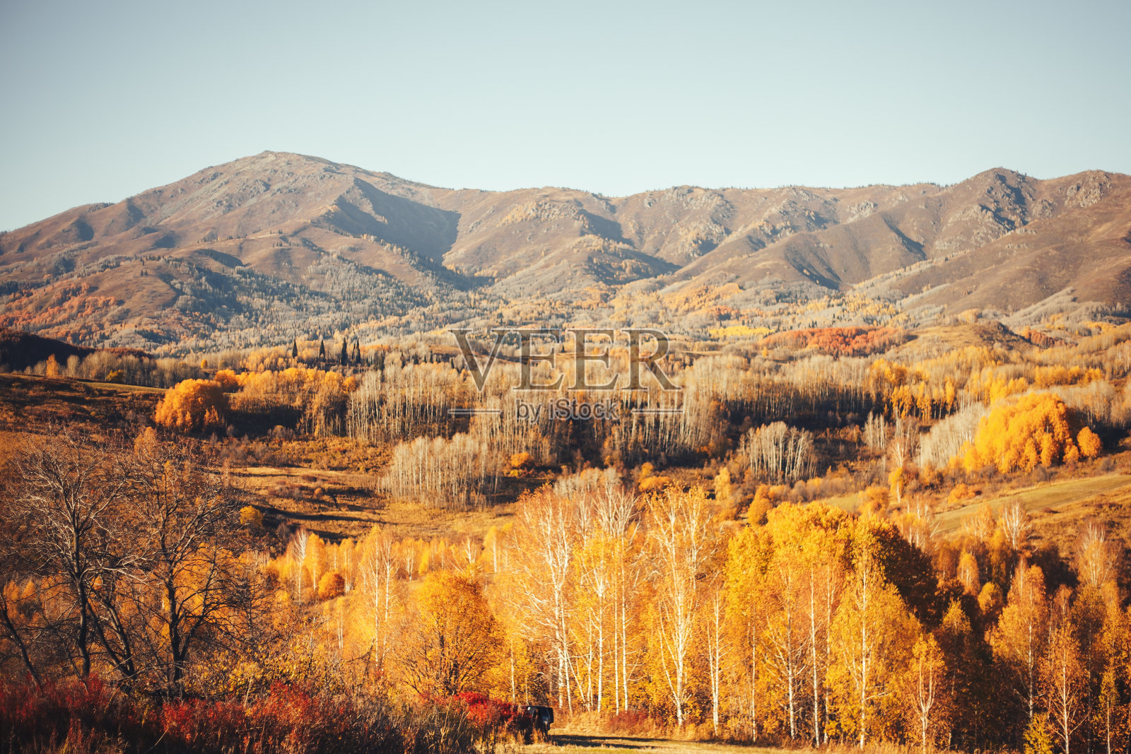 秋天的风景东哈萨克斯坦，黄树，森林，木材，阿勒泰高山照片摄影图片