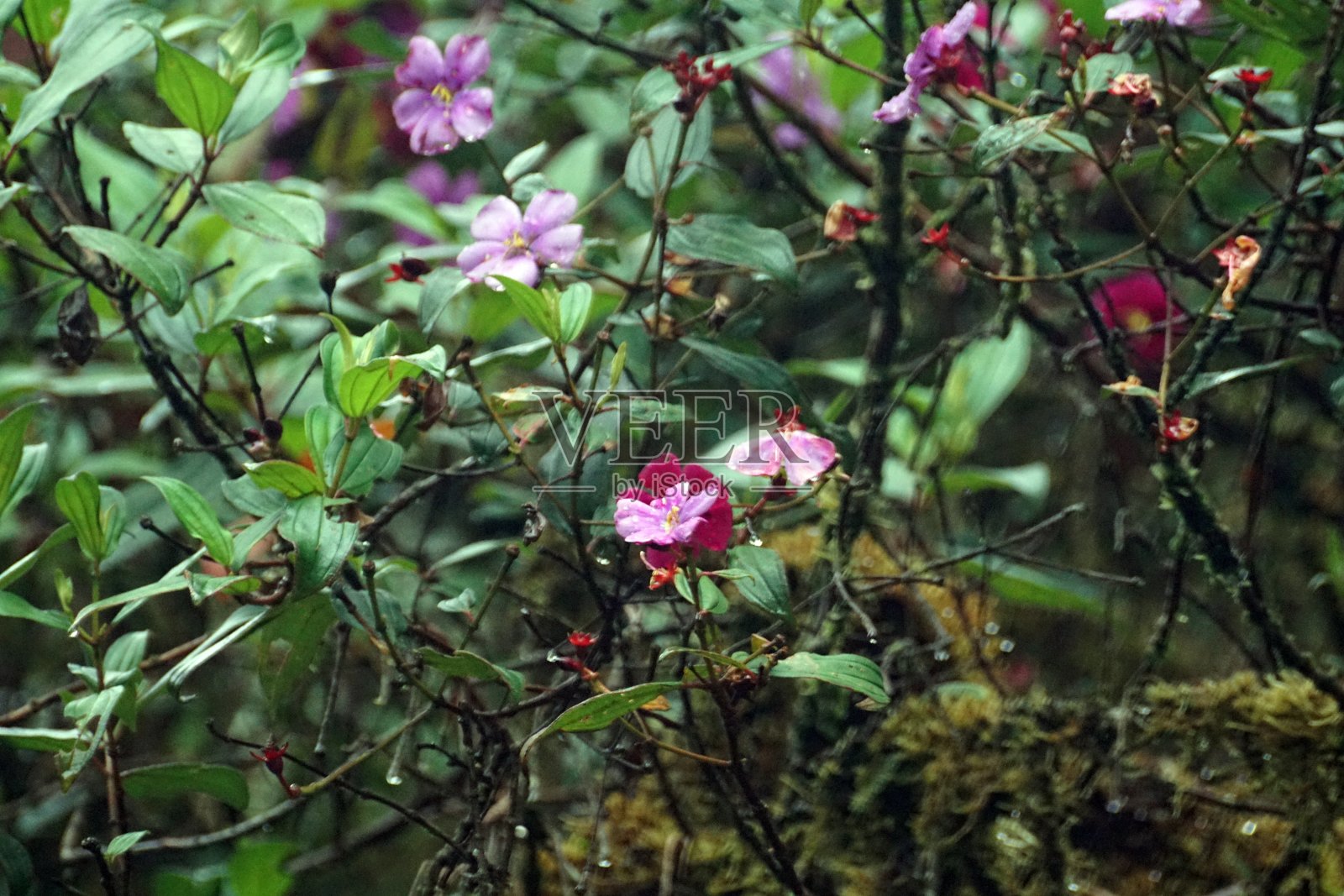 小小的紫色花朵照片摄影图片
