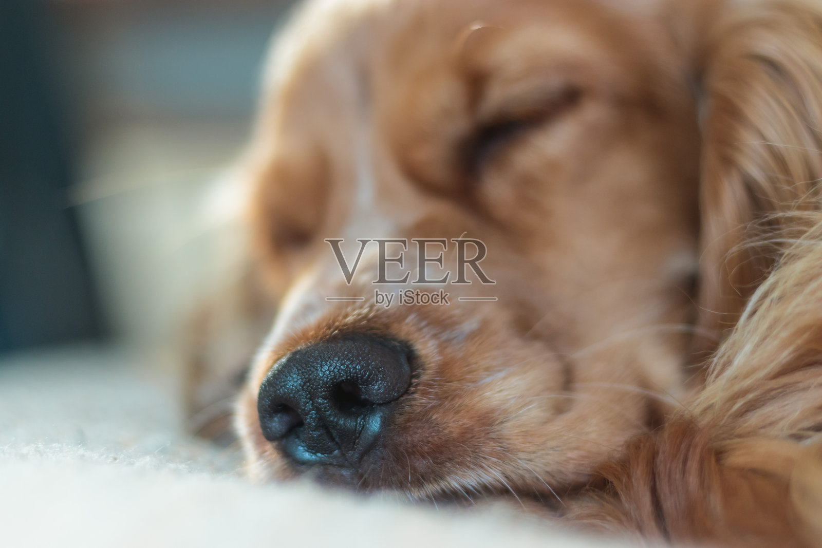 美丽可爱的金棕色可卡犬小狗照片摄影图片