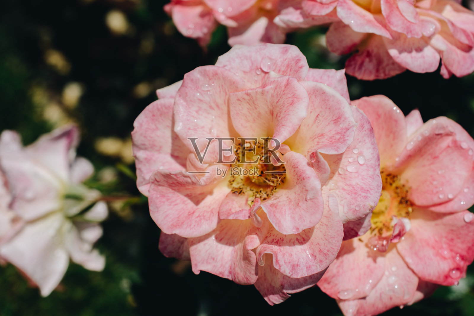 花园里盛开着美丽多彩的玫瑰花照片摄影图片