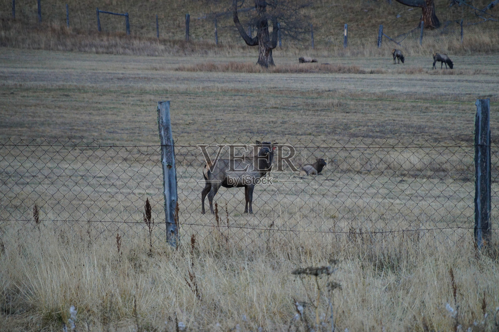 农场里的鹿，阿尔泰共和国，俄罗斯照片摄影图片