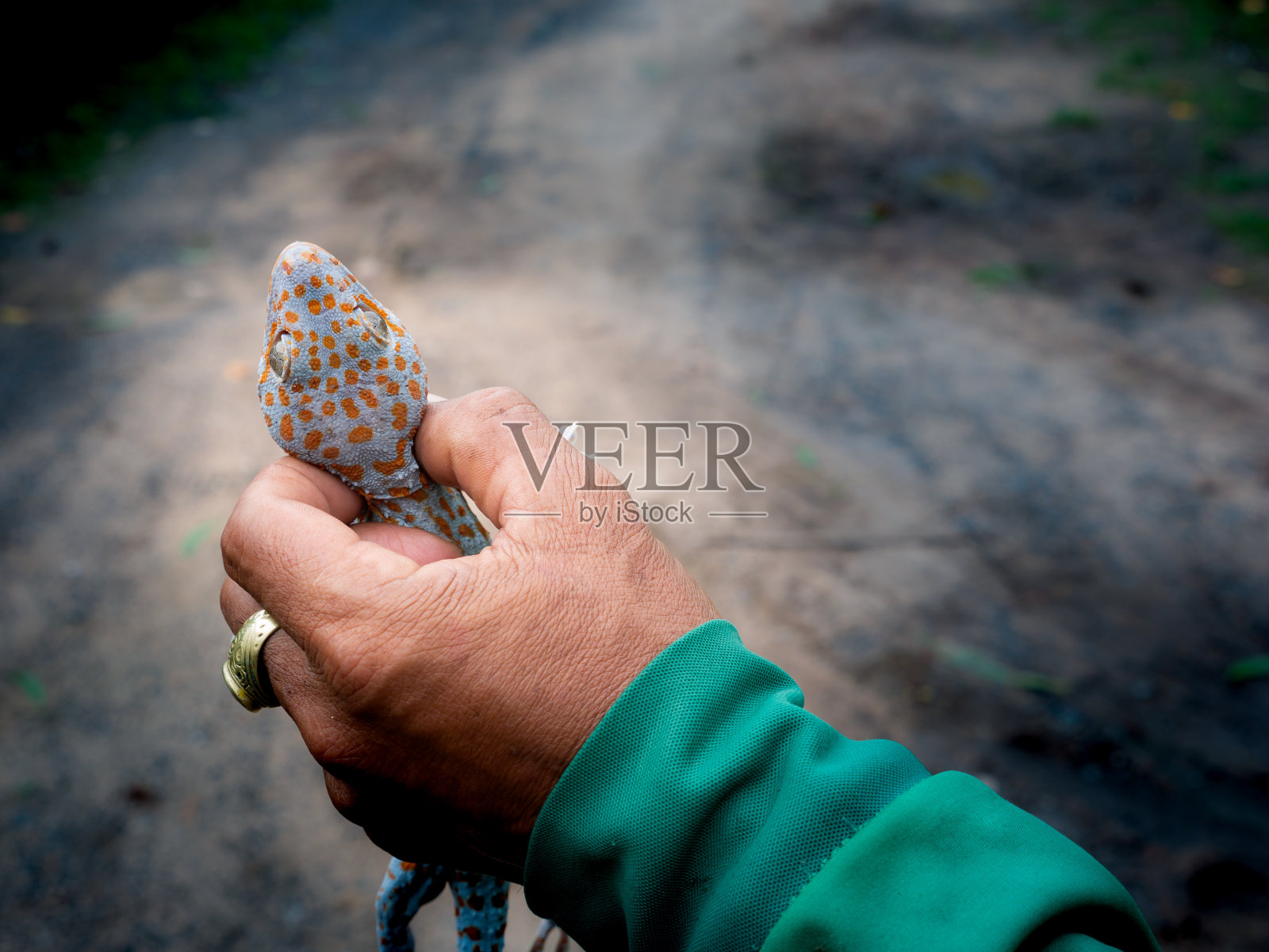 工人抓住了壁虎照片摄影图片