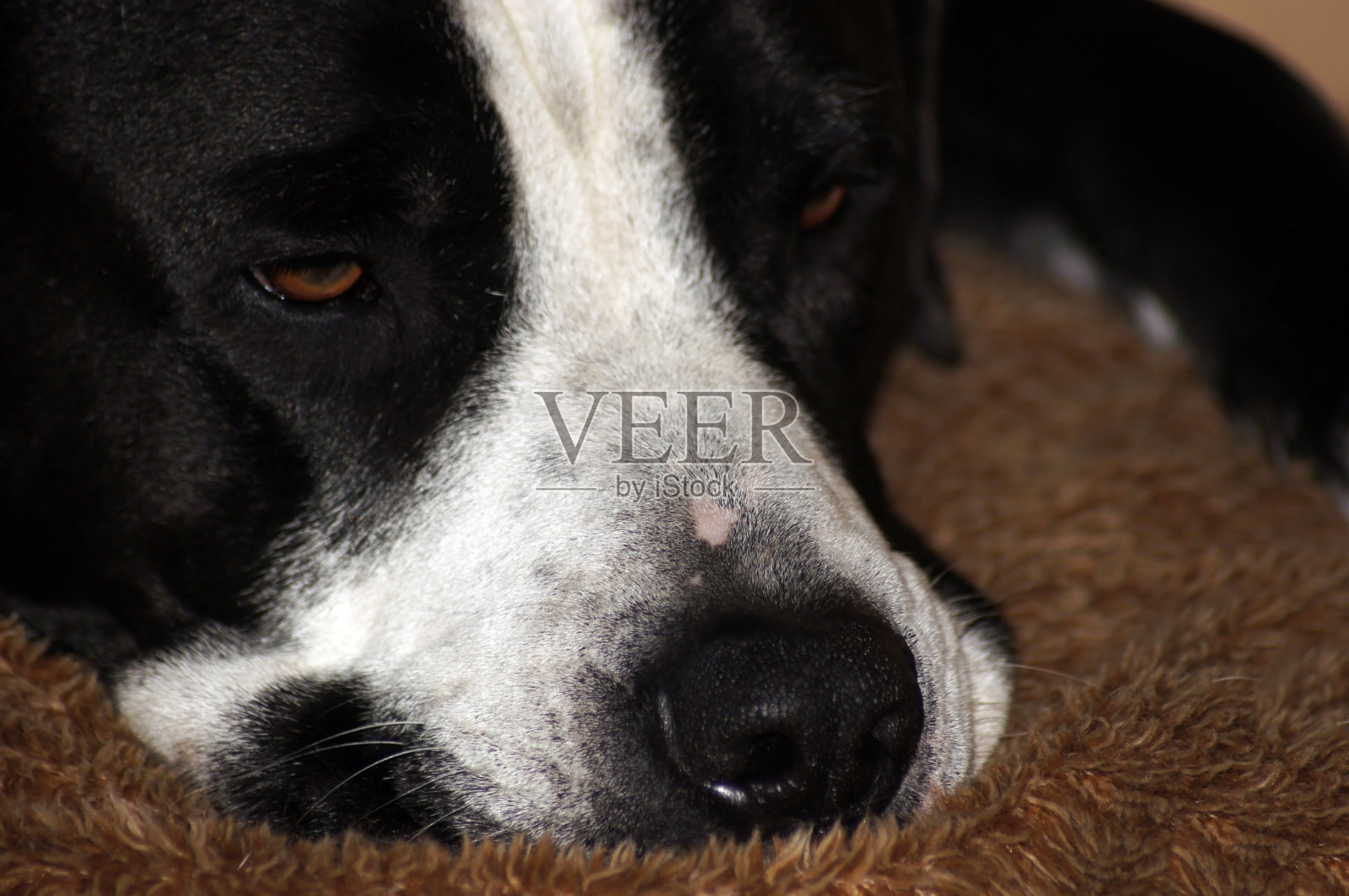 一只熟睡的斗牛犬的特写照片摄影图片