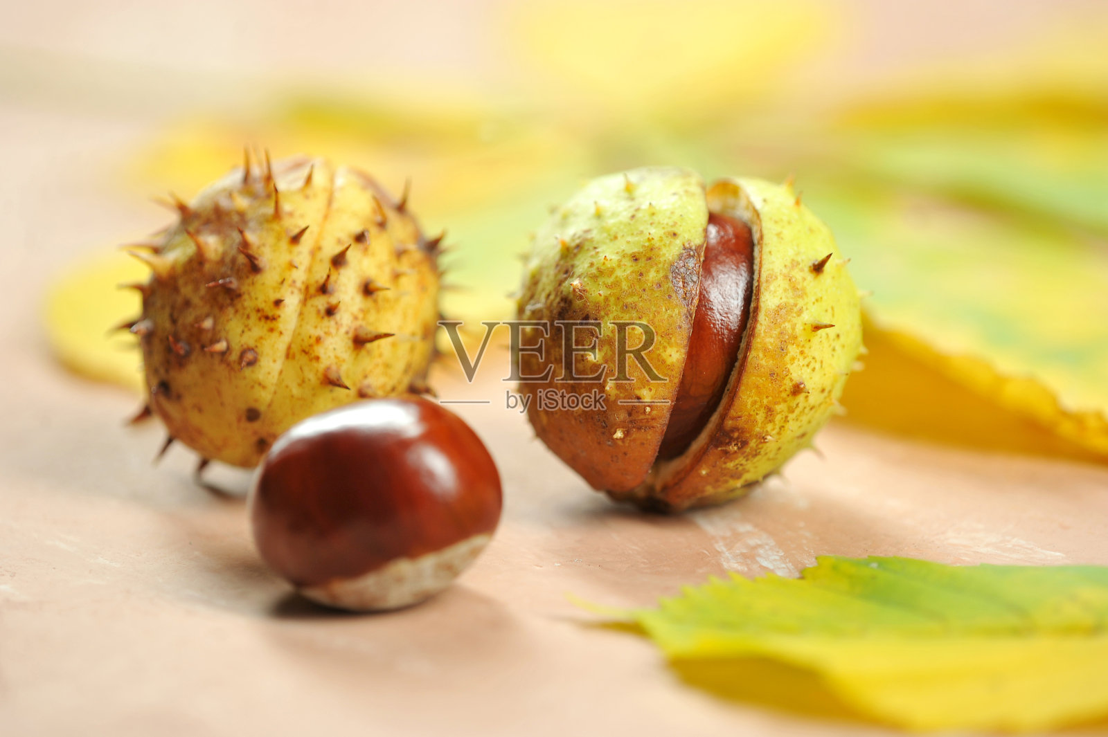 栗子在壳中照片摄影图片