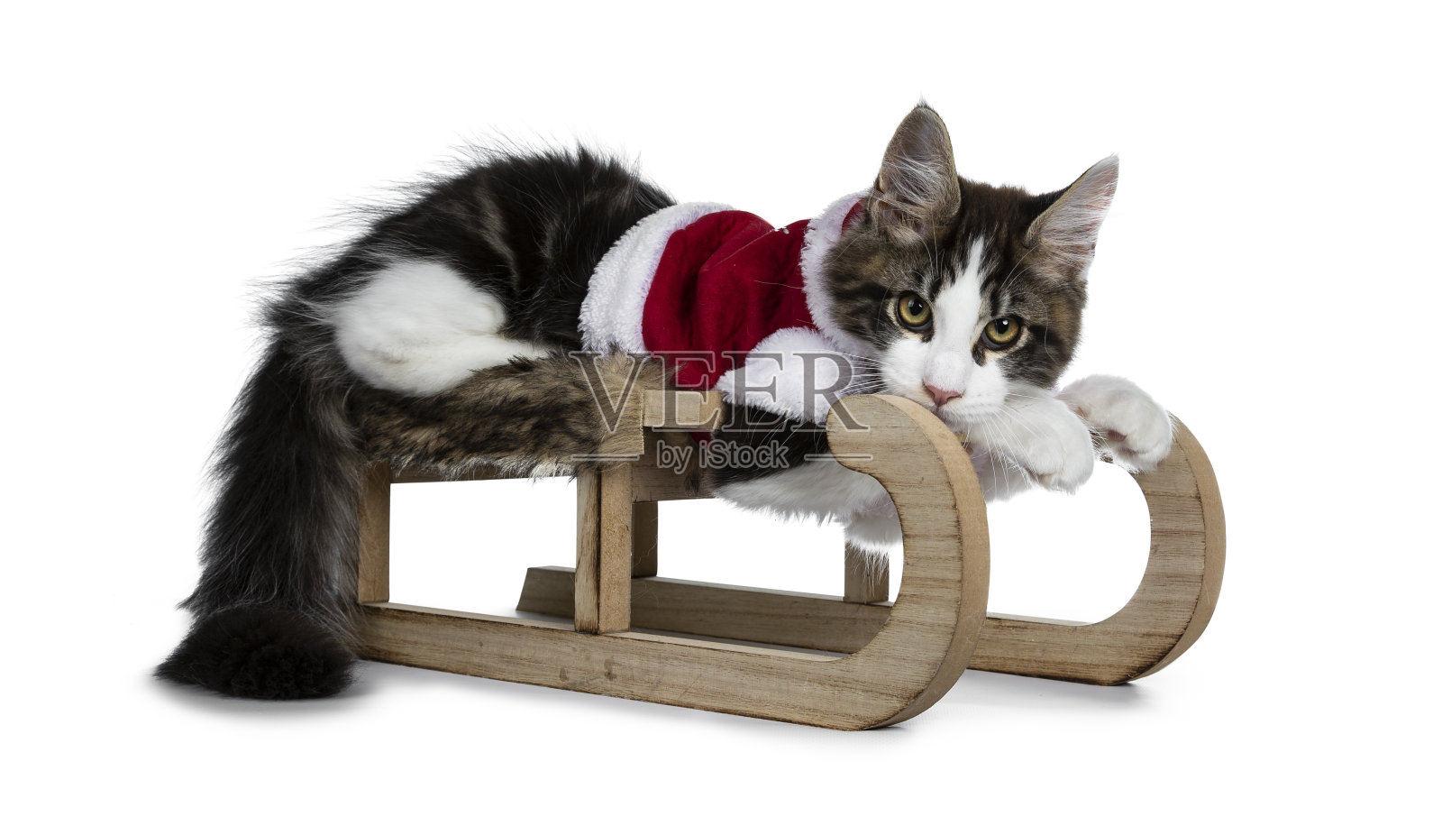 可爱的黑虎斑猫和白色的缅因猫小猫穿着圣诞服装，躺在一个木制雪橇上，看起来调皮的镜头。孤立在白色背景上。照片摄影图片