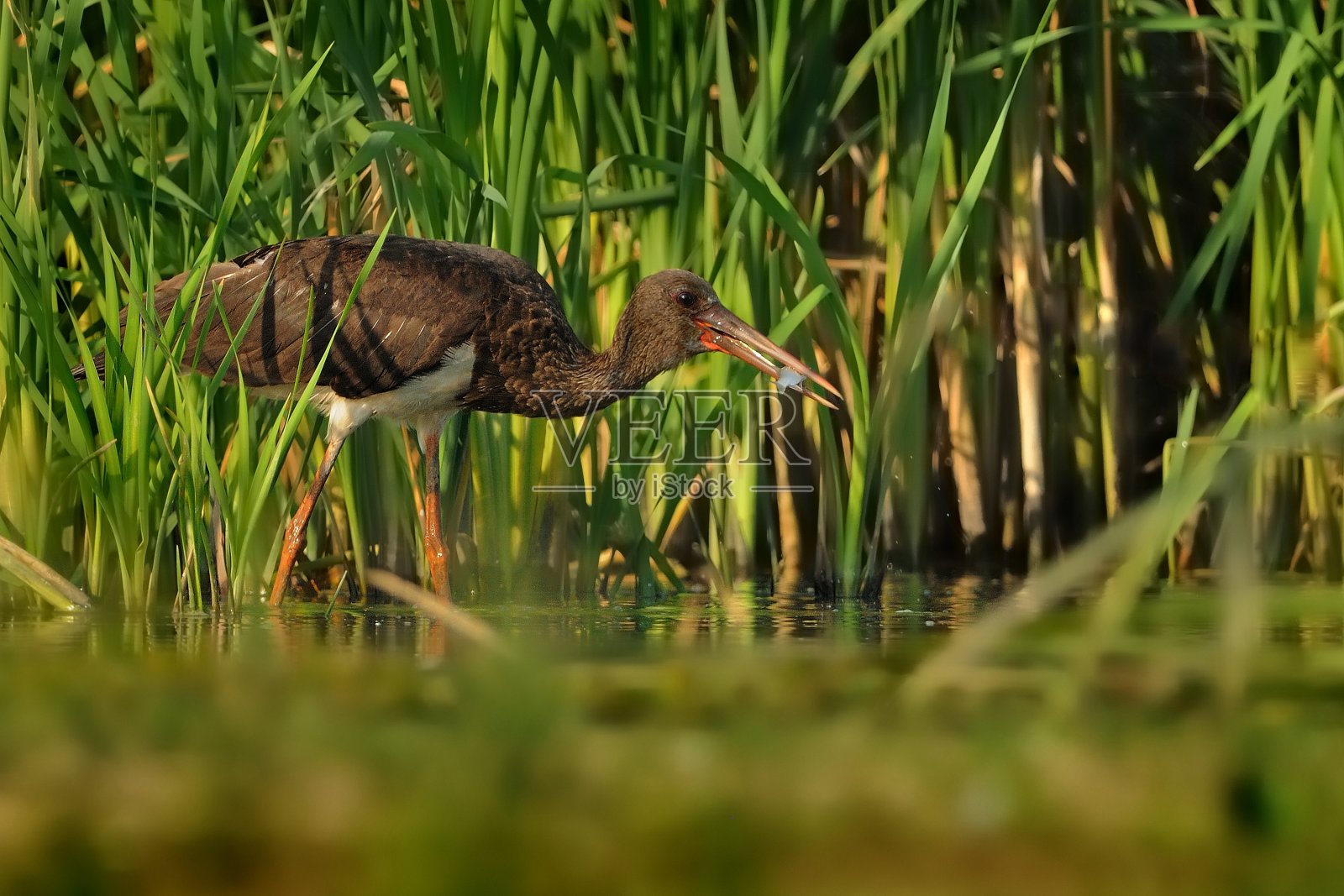 黑鹳-黑鹳在湖中觅食和狩猎照片摄影图片