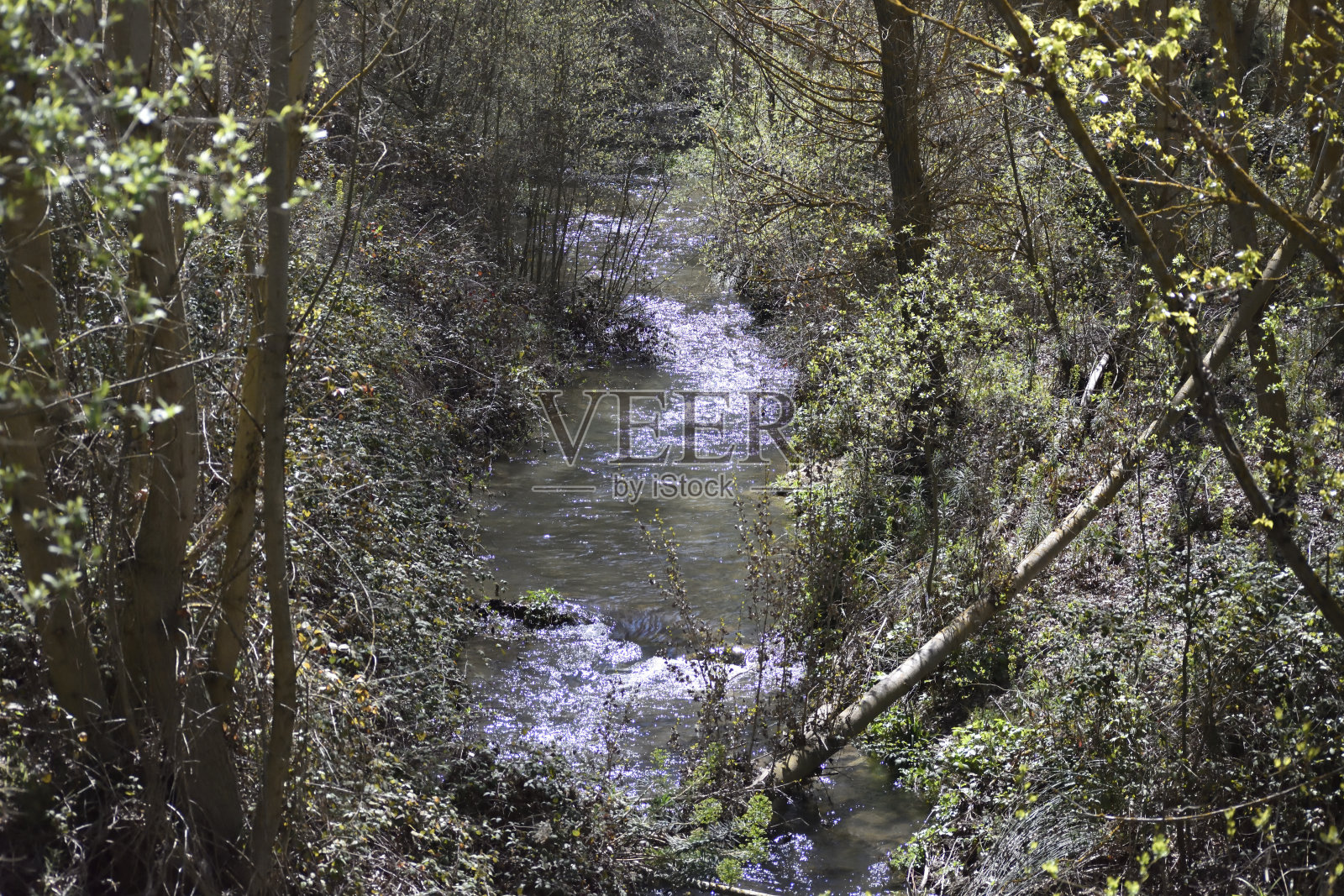 森林中的河流，阳光反射在水中照片摄影图片