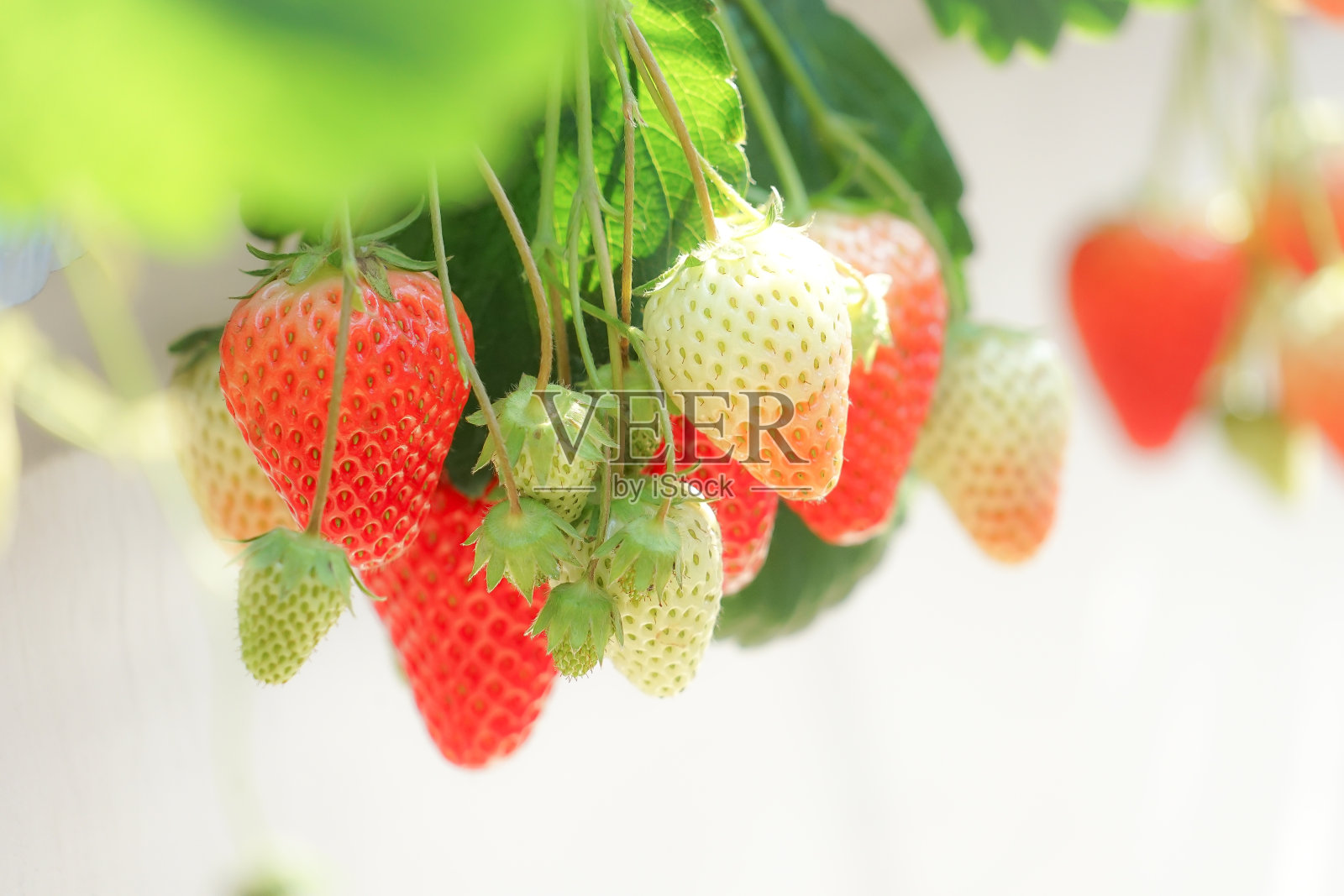 草莓的形象照片摄影图片