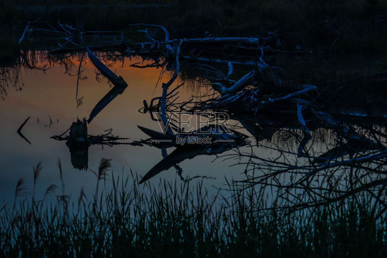 废料和植物在傍晚和水中反射照片摄影图片