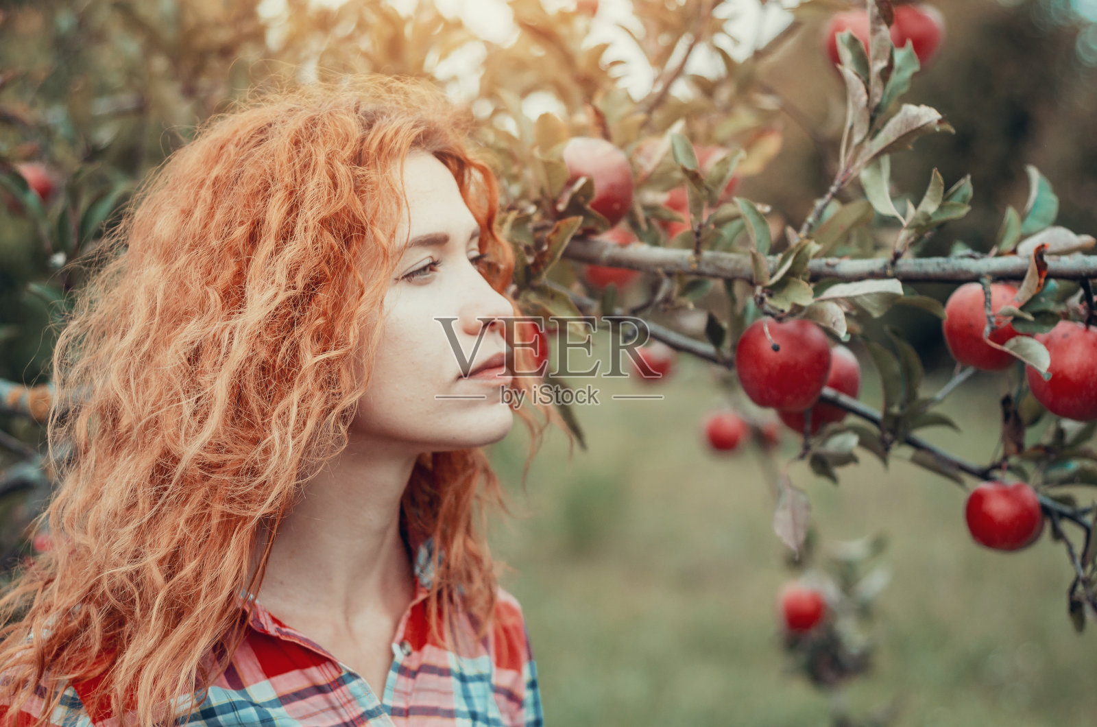 一个年轻女孩的肖像在一个苹果花园的自然与红苹果的背景树枝上的侧面照片摄影图片