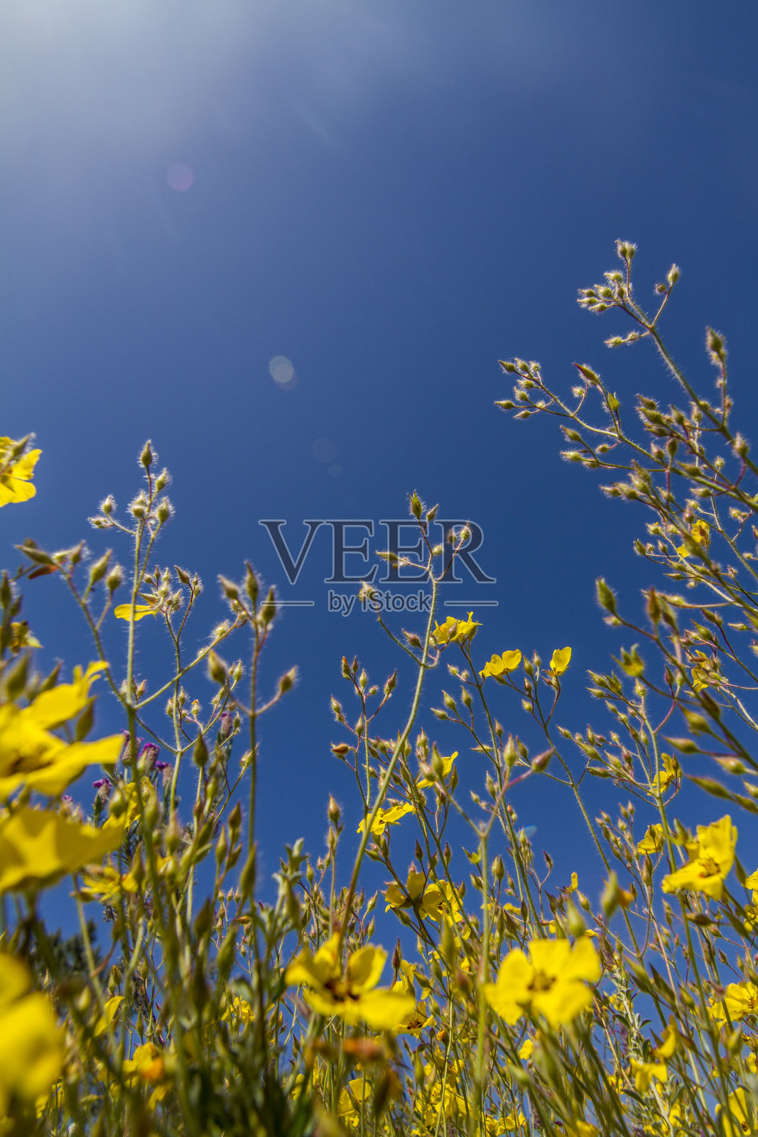 美丽的春天黄花照片摄影图片