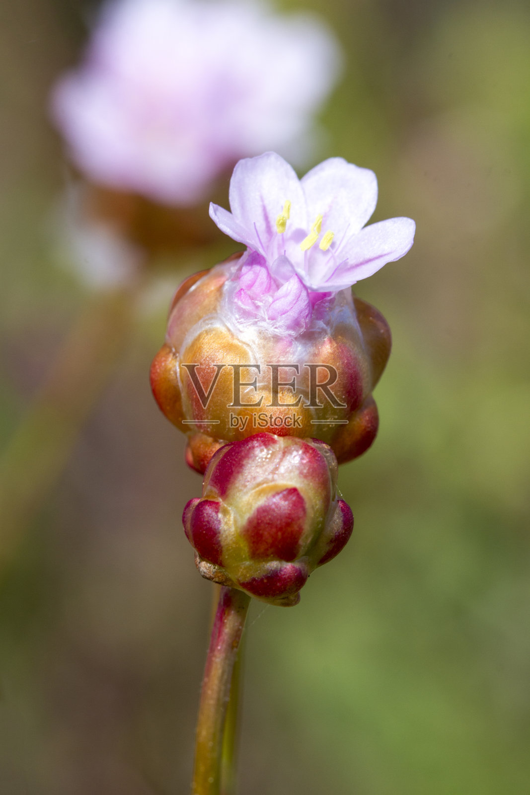Armeria macrophylla花照片摄影图片