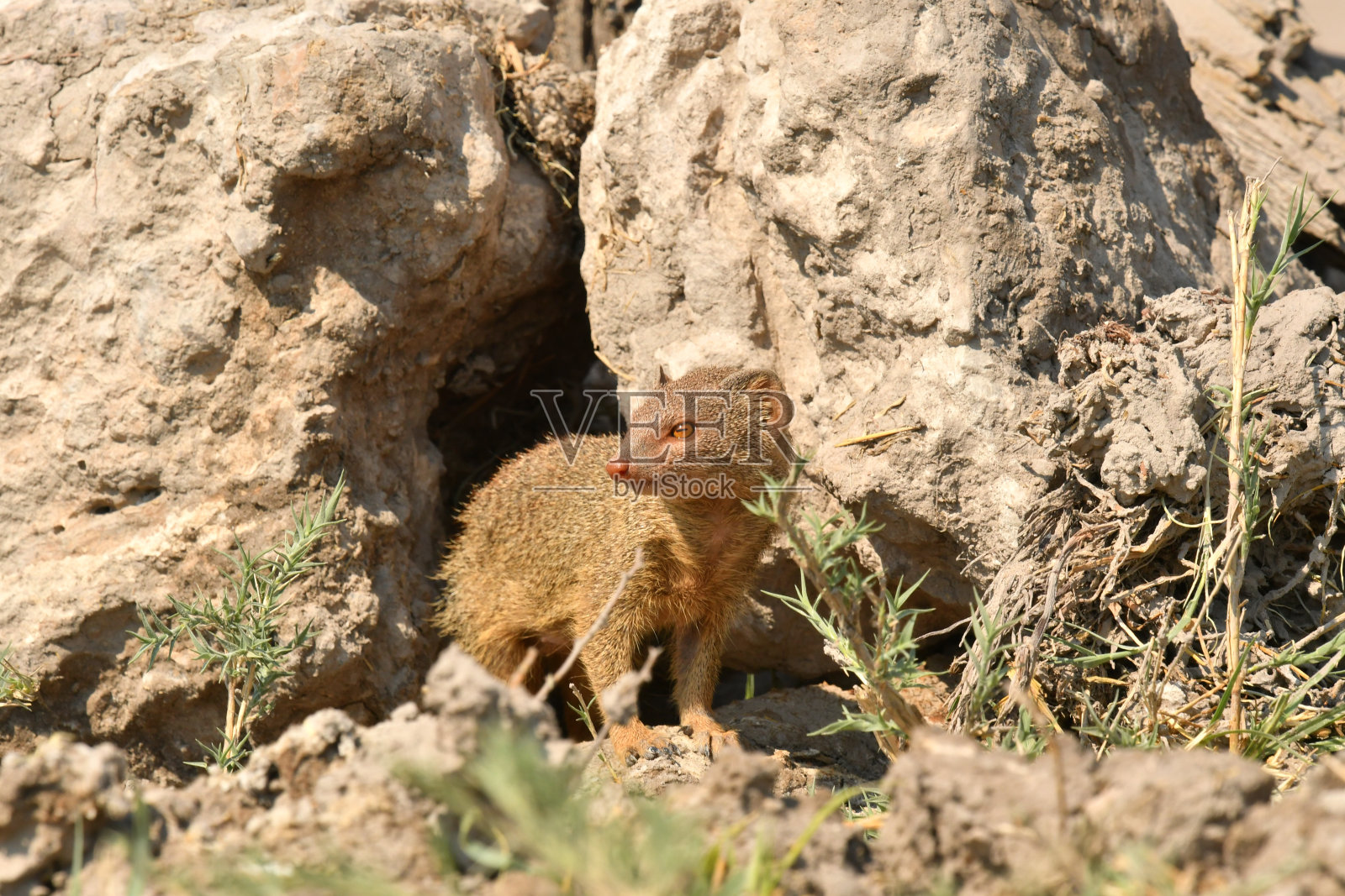 纤细的猫鼬照片摄影图片