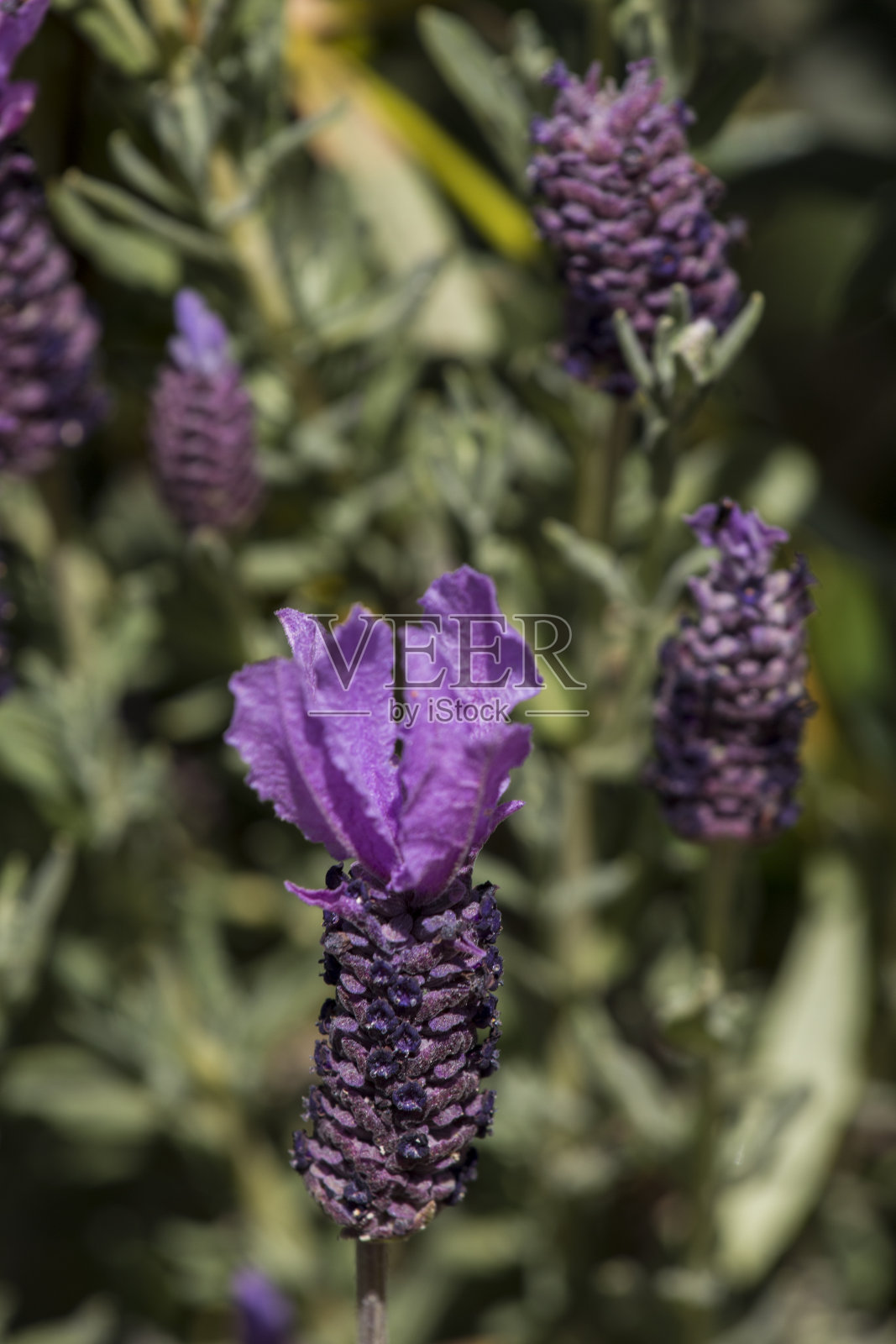 法国薰衣草花照片摄影图片