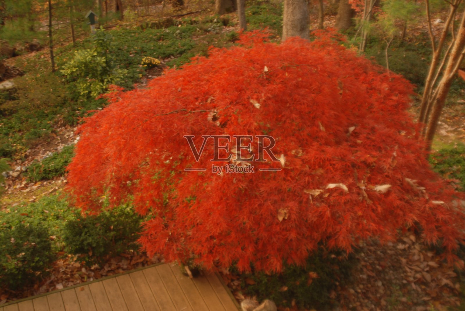 枫叶和树叶在秋天照片摄影图片