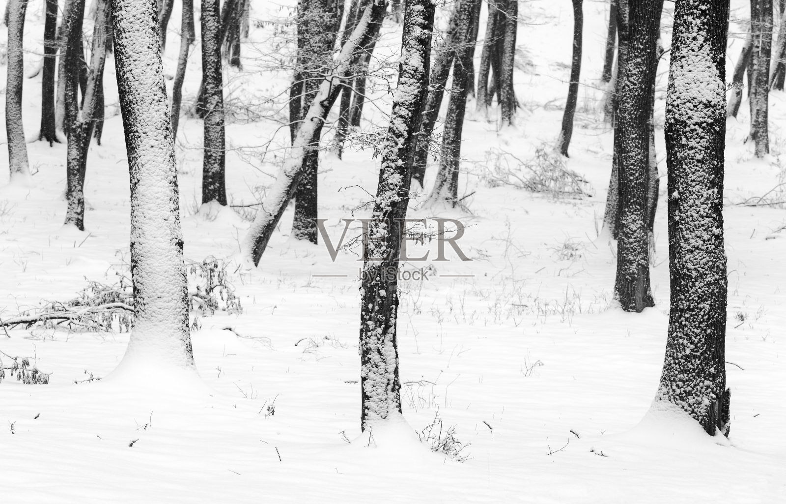 抽象的自然景观在森林里的黑色和白色的冬天的一天照片摄影图片