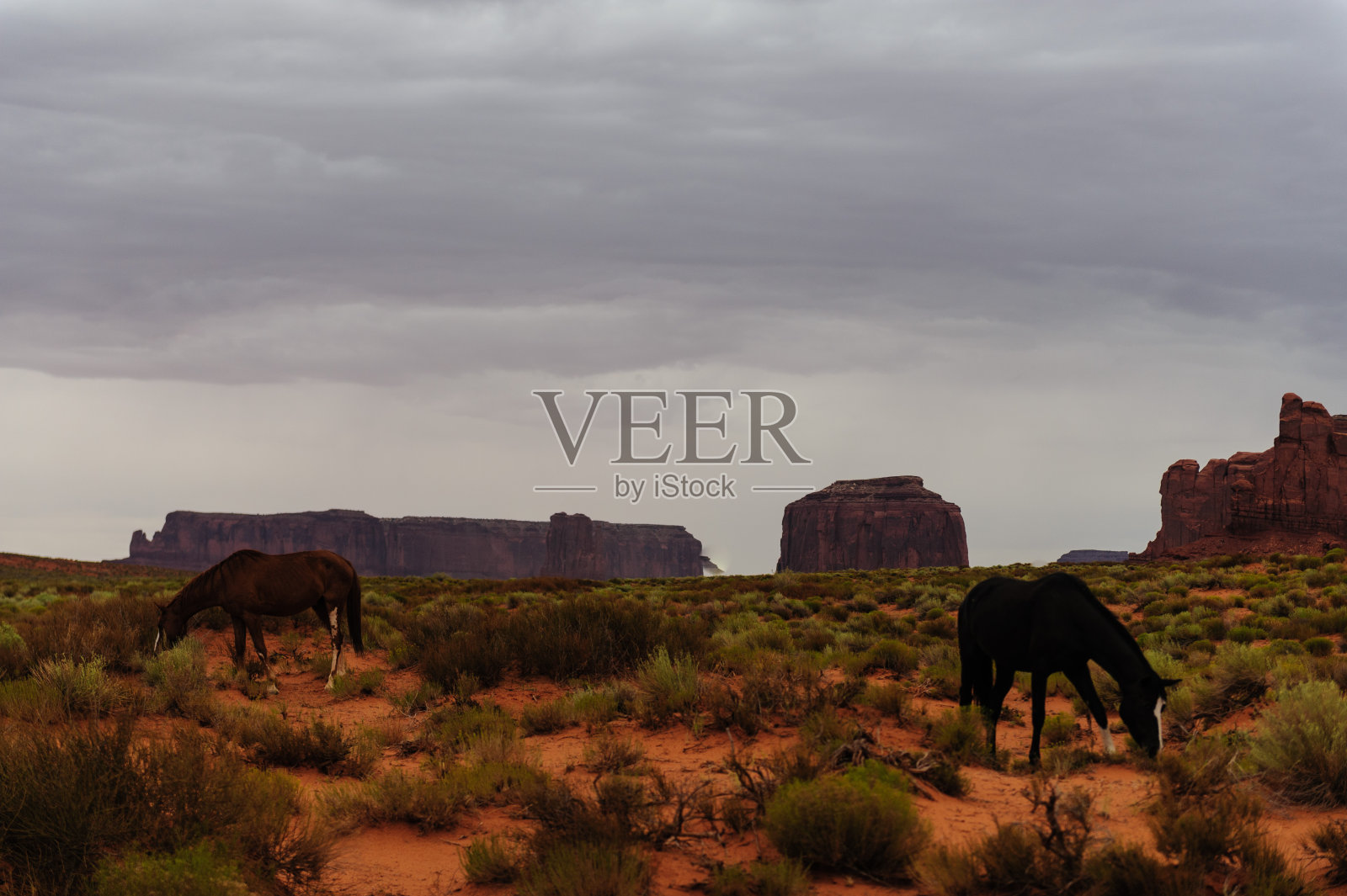 在纪念碑谷放牧的马照片摄影图片