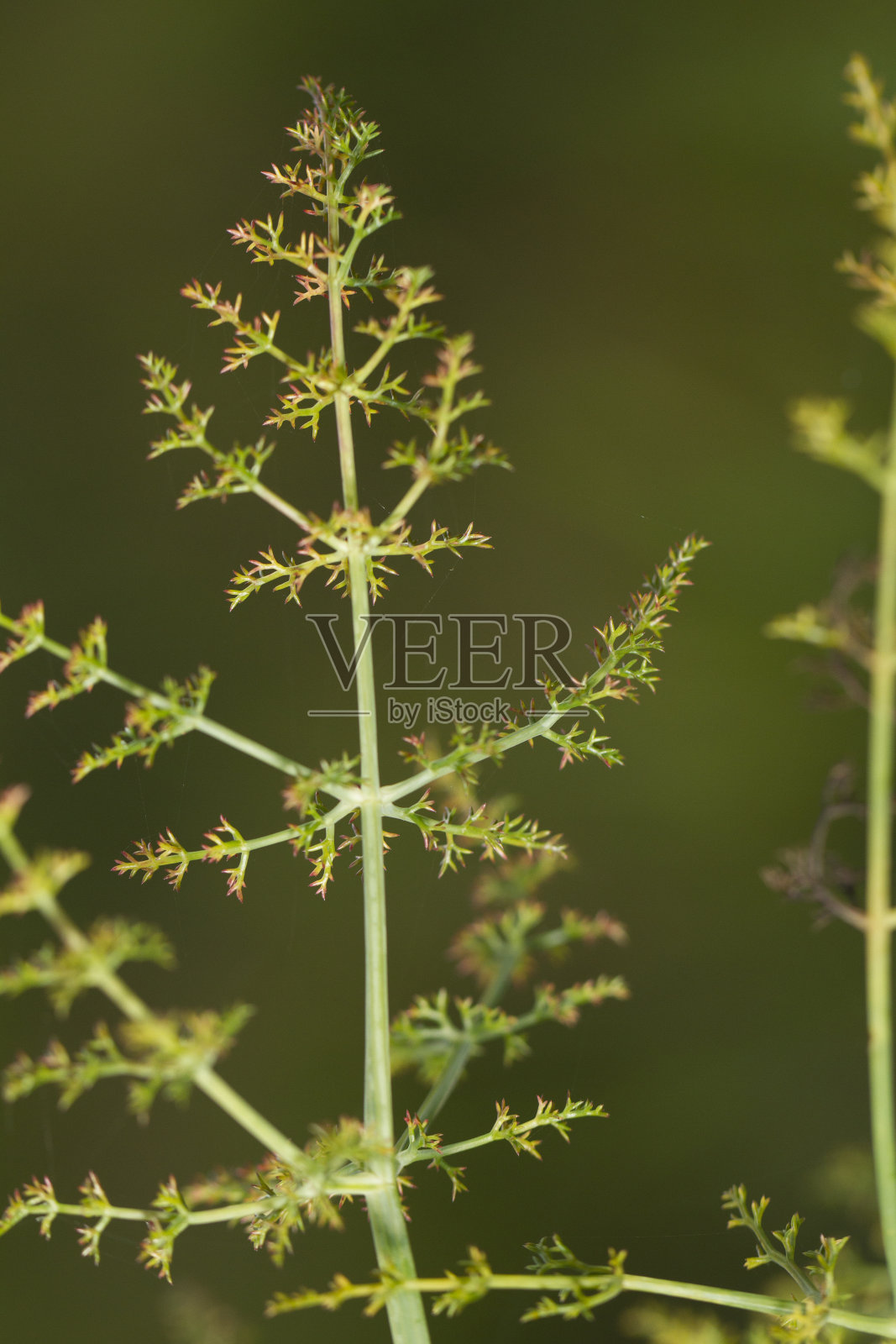 美丽的茴香(小茴香)植物照片摄影图片