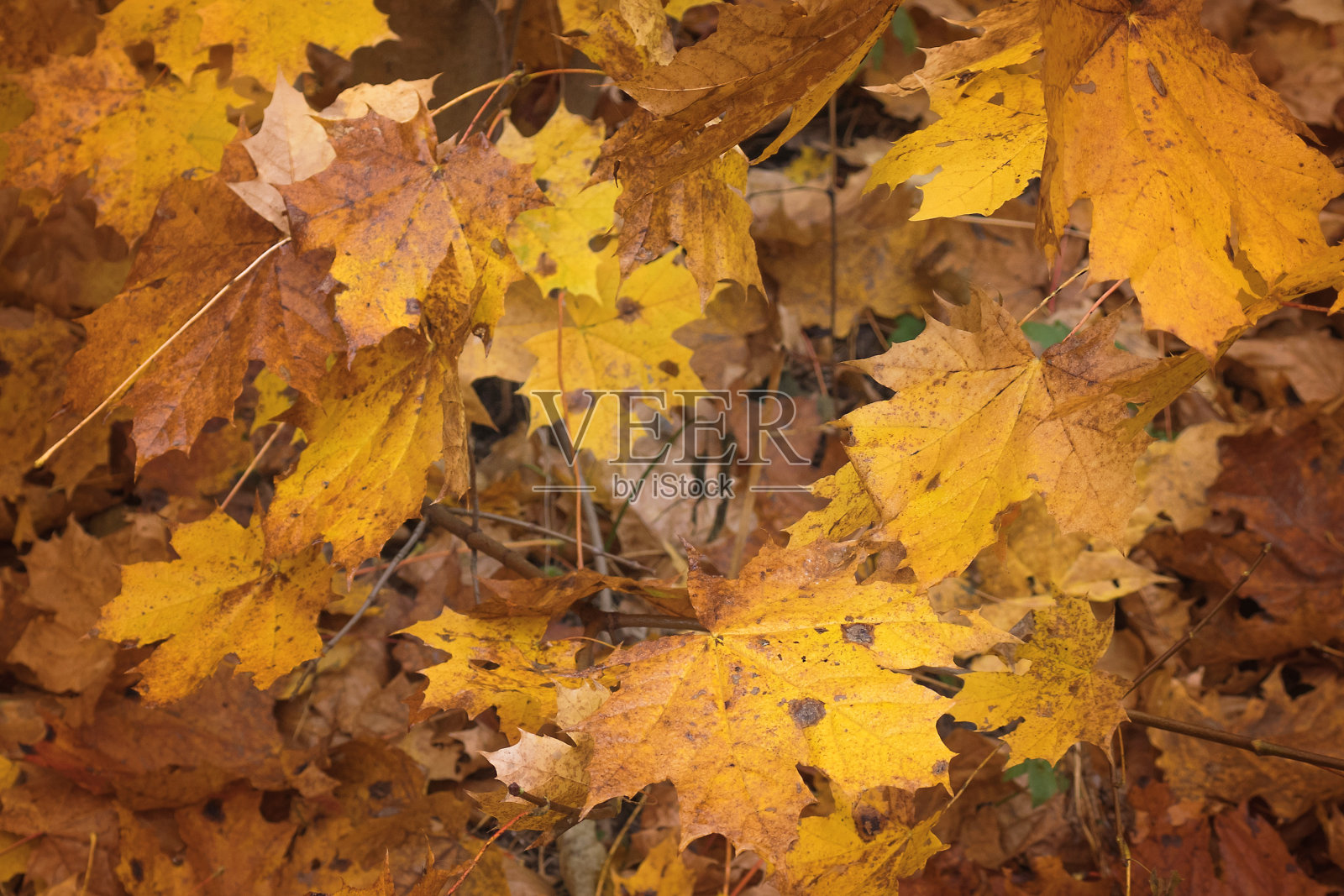 五彩缤纷的秋叶背景照片摄影图片