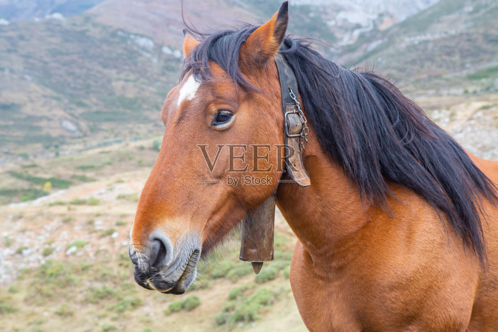 山上一匹棕色的马的肖像照片摄影图片