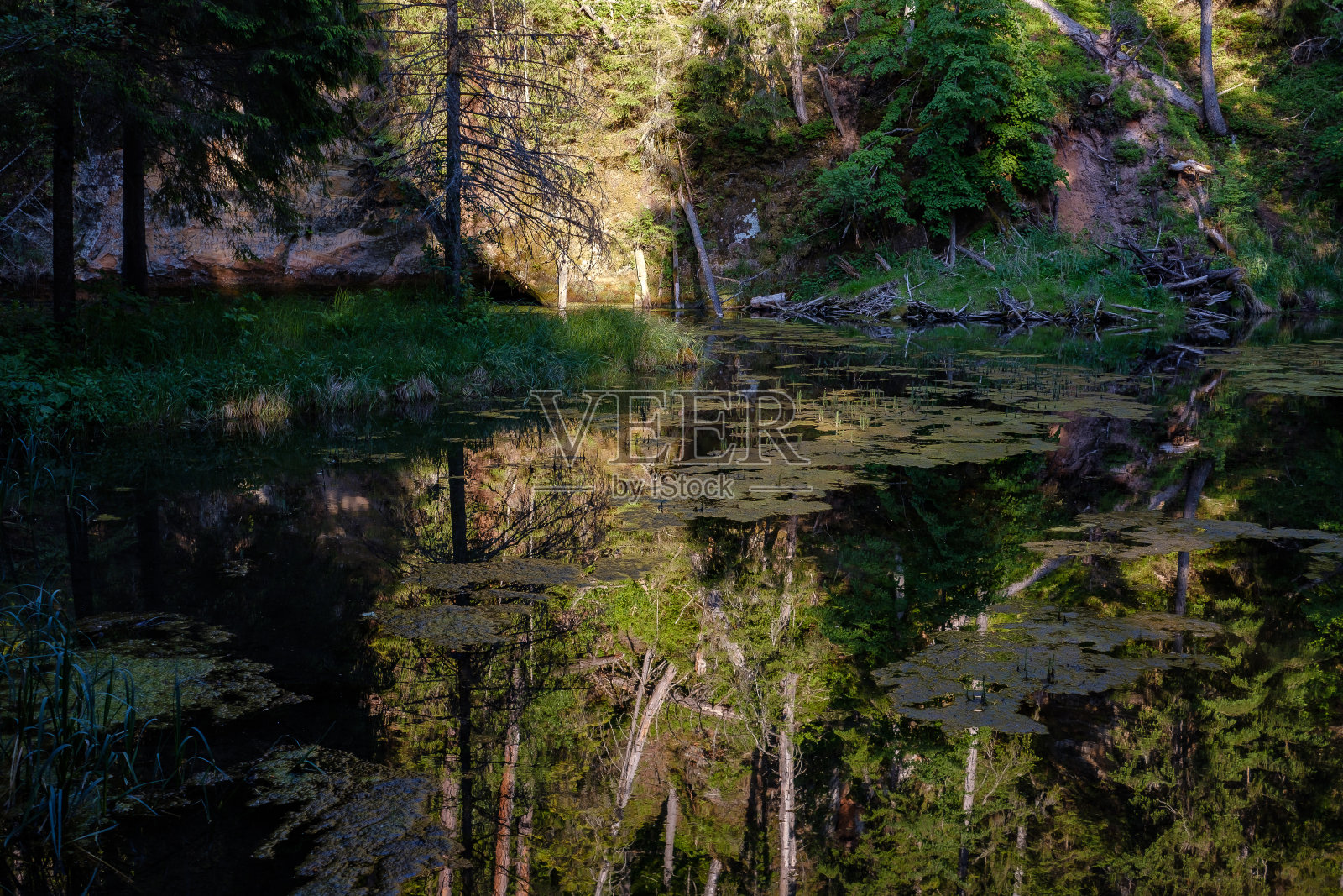 平静的河流，水中树木的倒影在明亮的绿色树叶在夏天照片摄影图片
