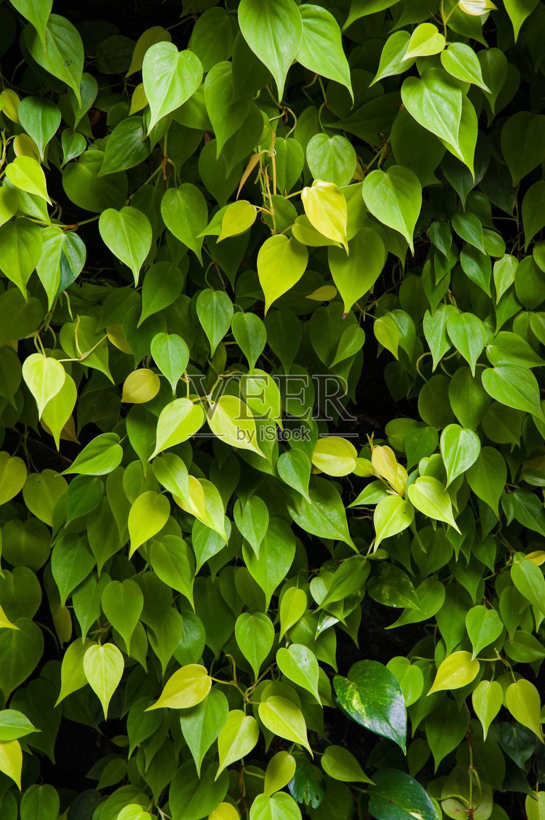 绿叶背景照片摄影图片