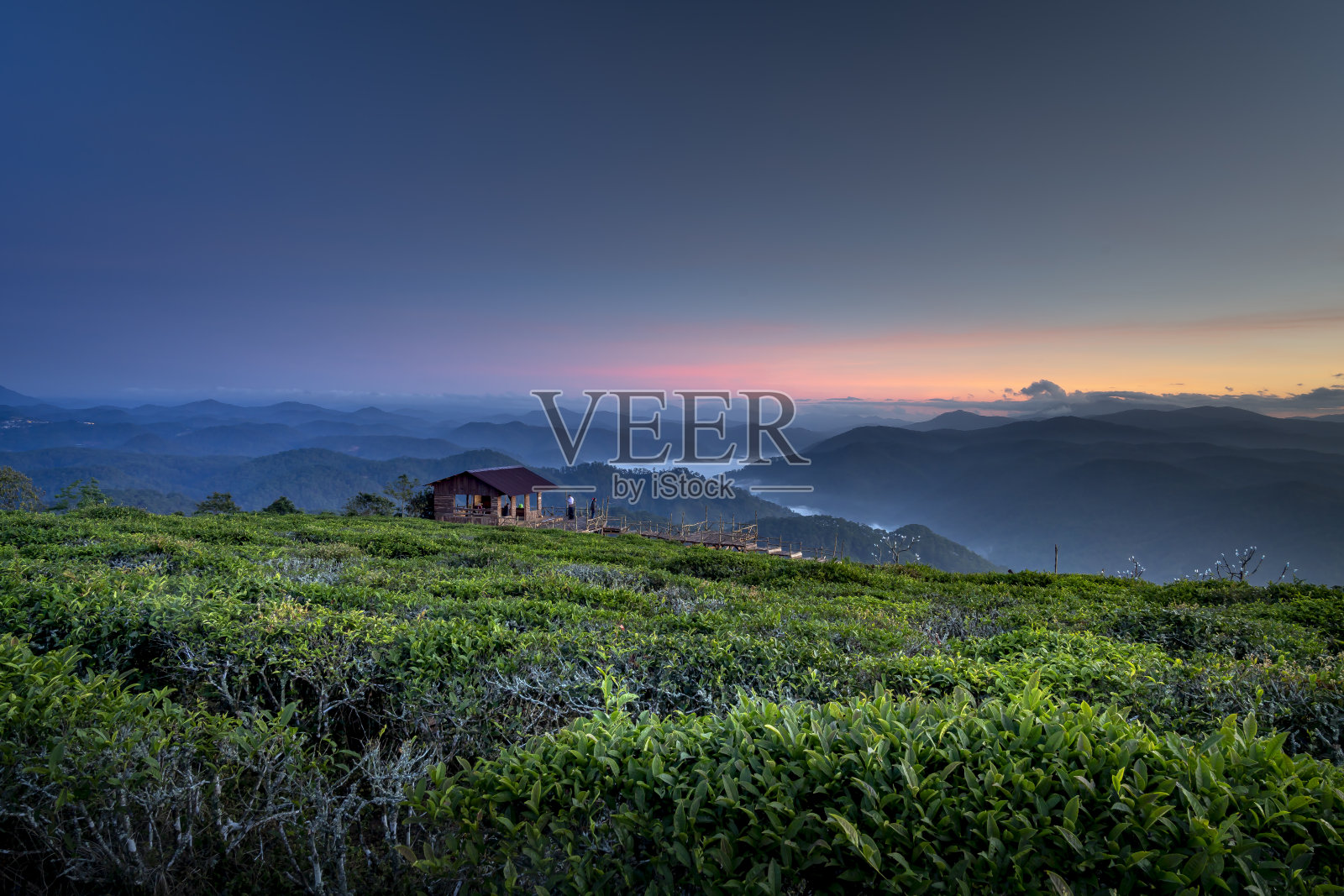越南大叻镇的大达茶园，美丽的黎明照片摄影图片